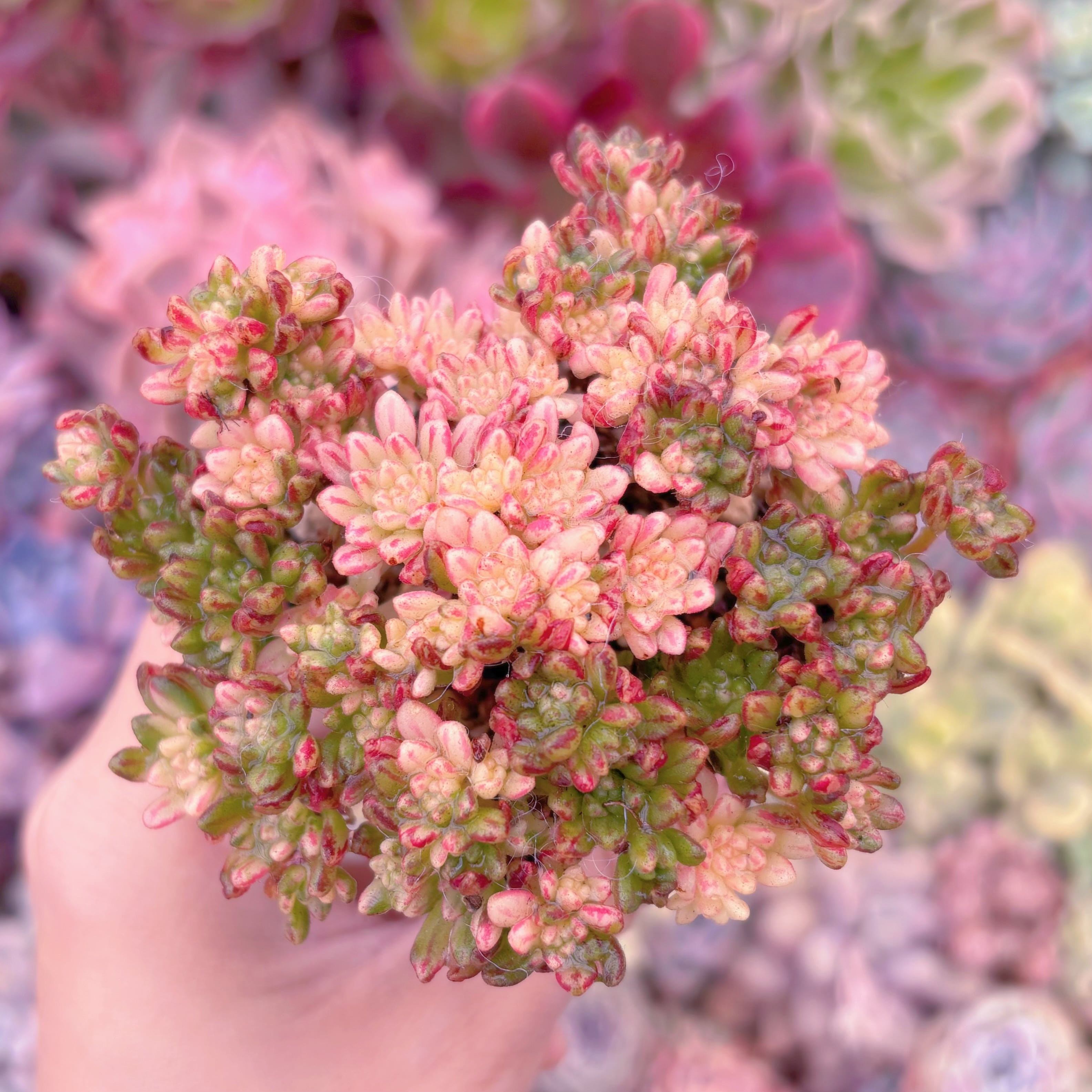 現品　小人の祭り錦#A17　群生　るる農園