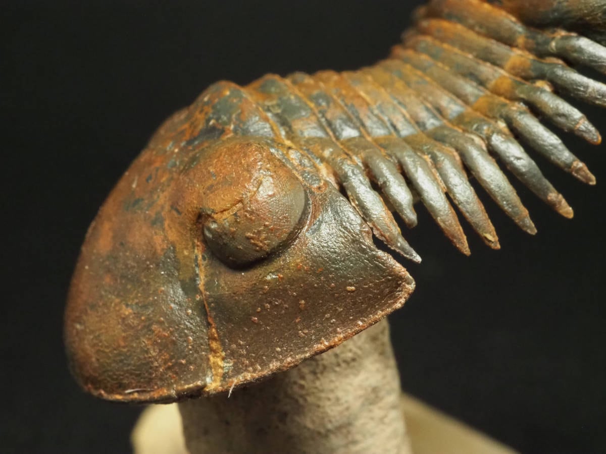 フライング！三葉虫【Paralejurus spatuformis】モロッコ王国産