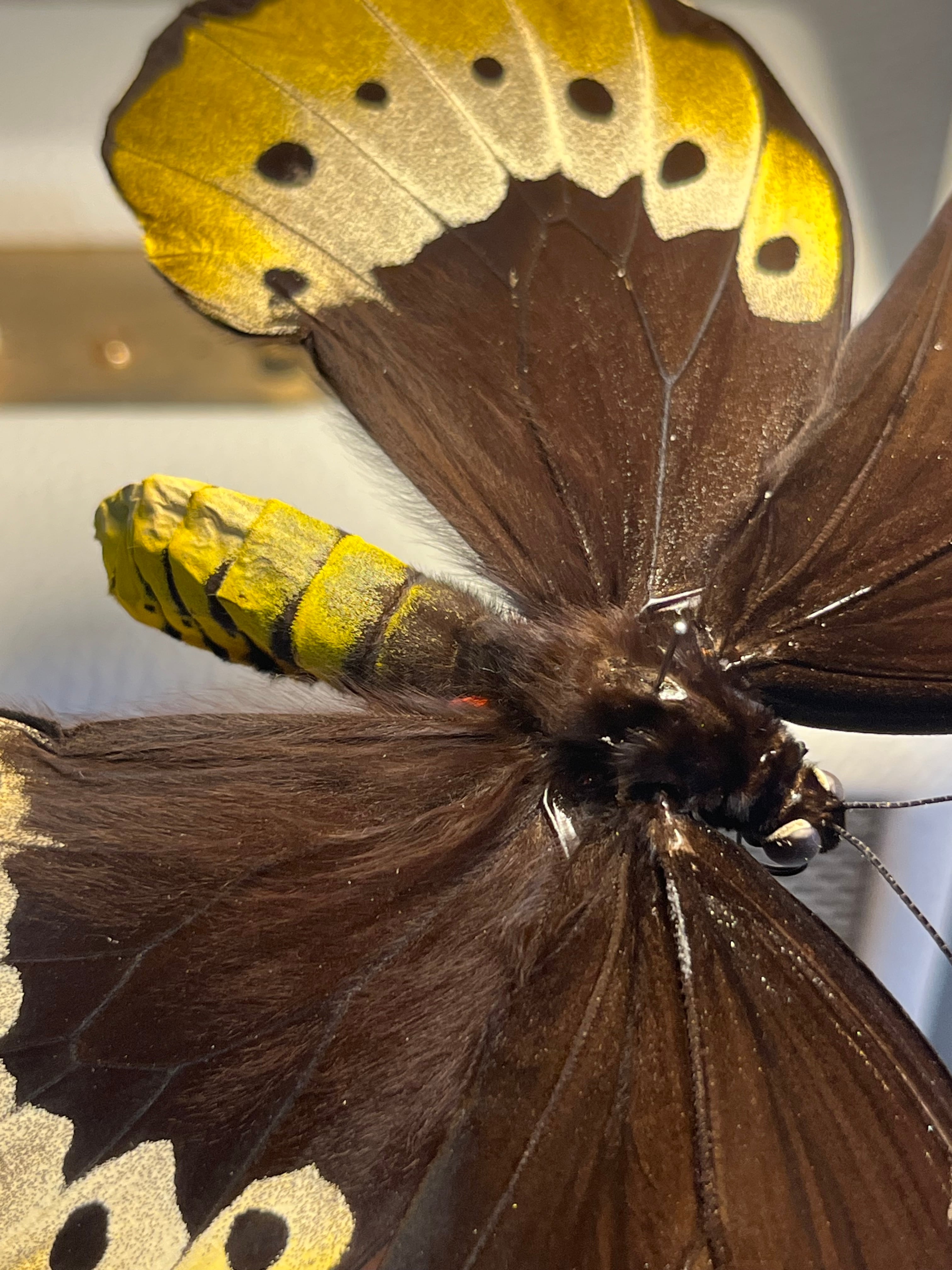 蝶最大級】ゴライアストリバネアゲハ 外国産蝶標本 蝶 標本 メガネ