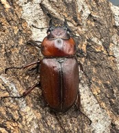 《トカラノコギリクワガタ ホワイトアイ ♀単+おまけB品♂》