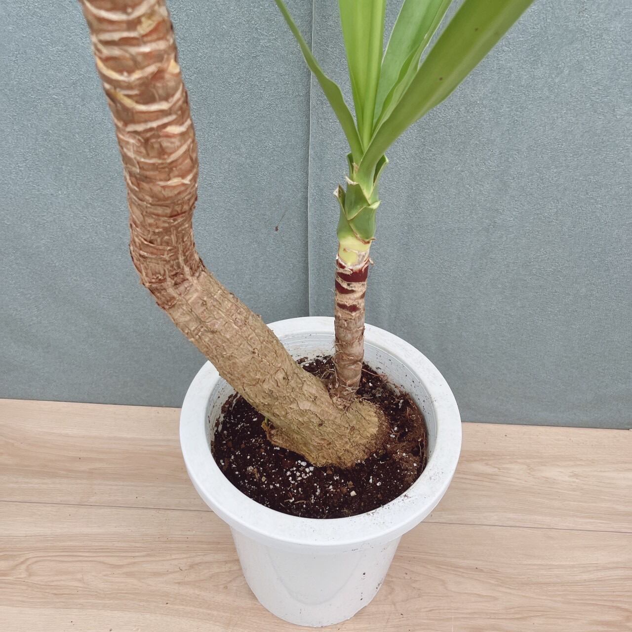 現品］23番 ユッカ エレファンティペス 8号 観葉植物 室内 大型