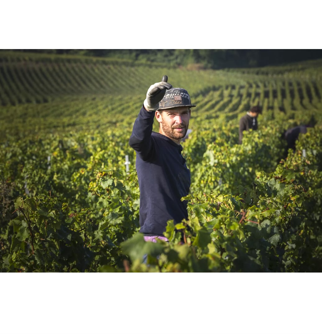 【オーロール・カサノヴァ】キュヴェ オーレ NV