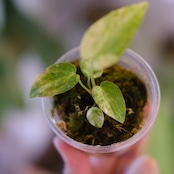 Anthurium papillilaminum var. “Australia version” × Anthurium ‘Red Spider’|アンスリウム|観葉植物