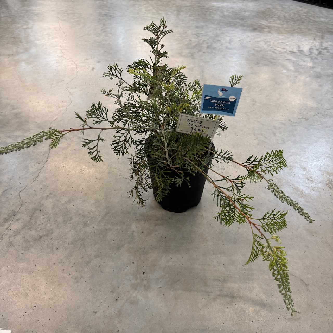 グレビレア クリームパッション【900】