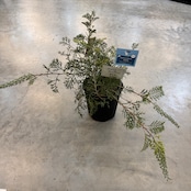 グレビレア クリームパッション【900】