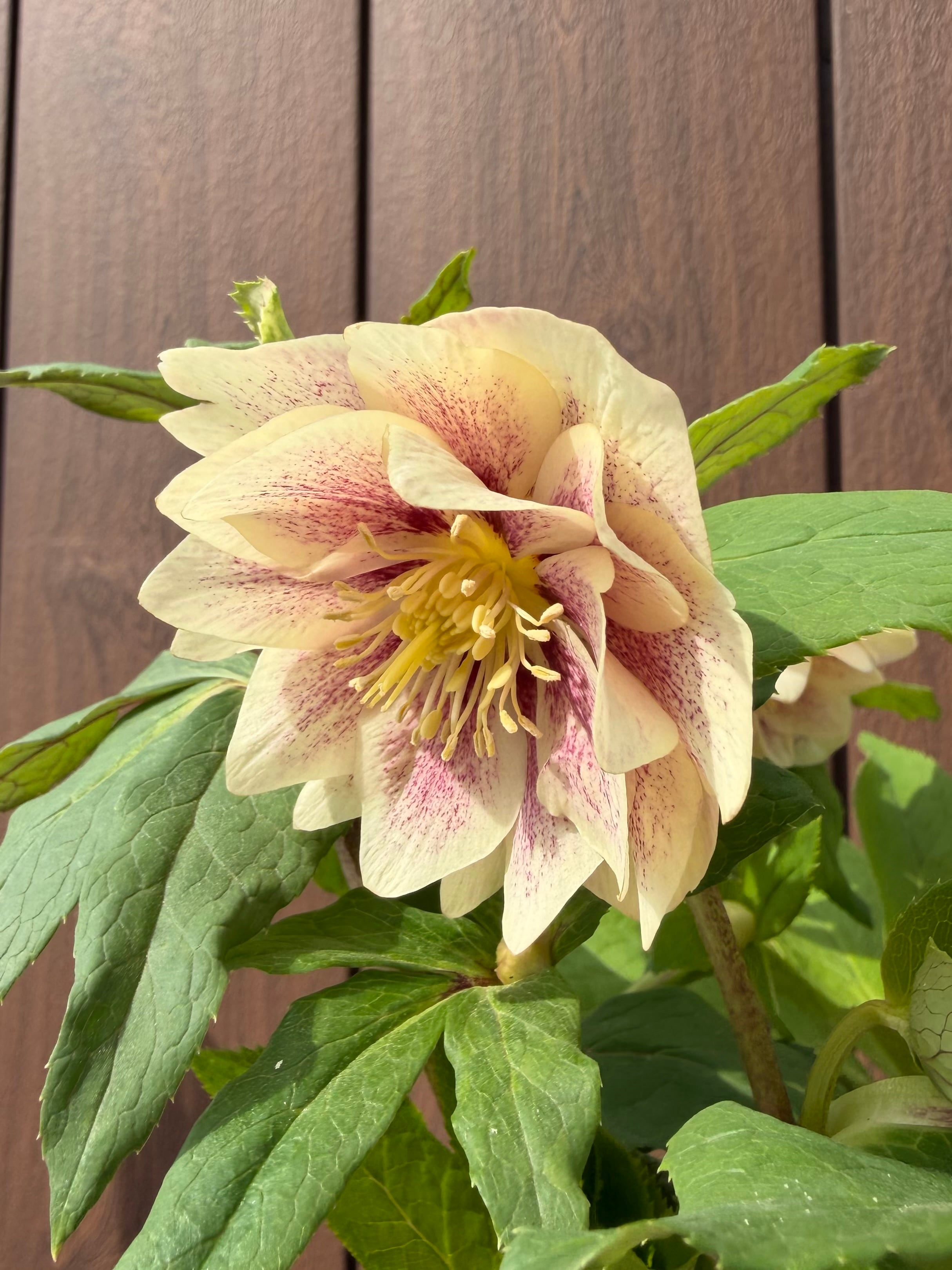 プリマヴェーラゴールド 加藤農園 クリスマスローズ【Ka06】送料無料