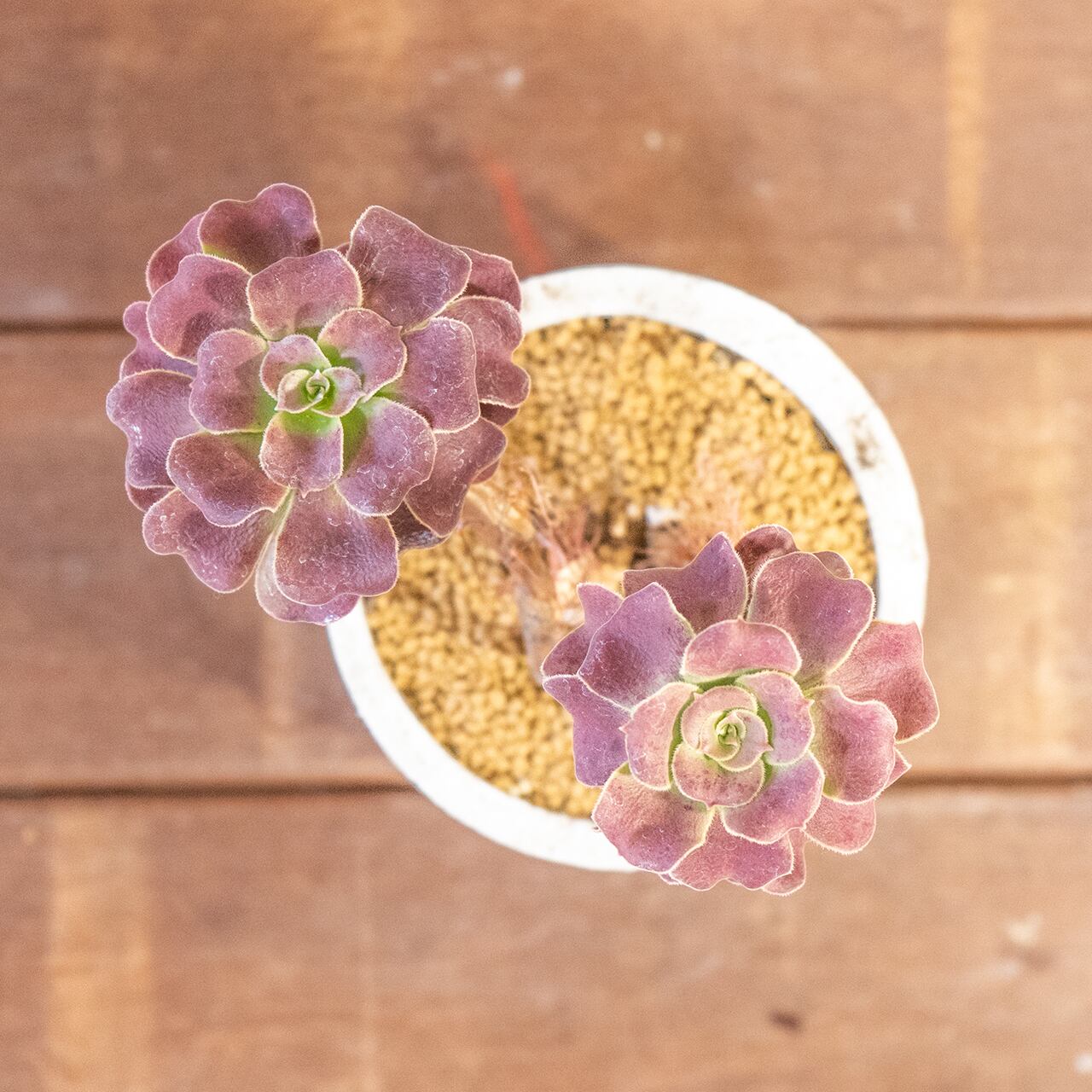 アエオニウム・カシミヤバイオレット|二株のバランスが絶妙な立体フォルム【モルタル鉢×多肉植物】