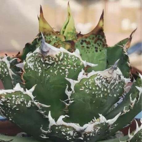 【希少種】アガベ金剛 キングコング (検悪魔くん 魔丸 ハデス 希少アガベ】金剛(キングコング) | Pay ID