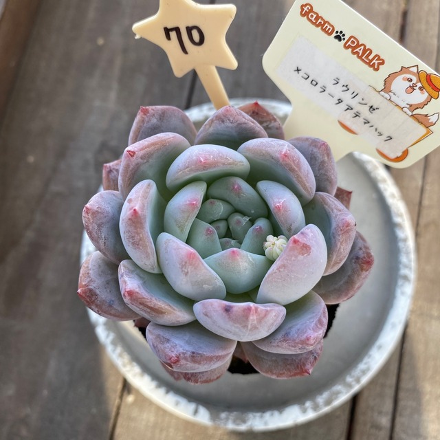 70..farmpalk交配種