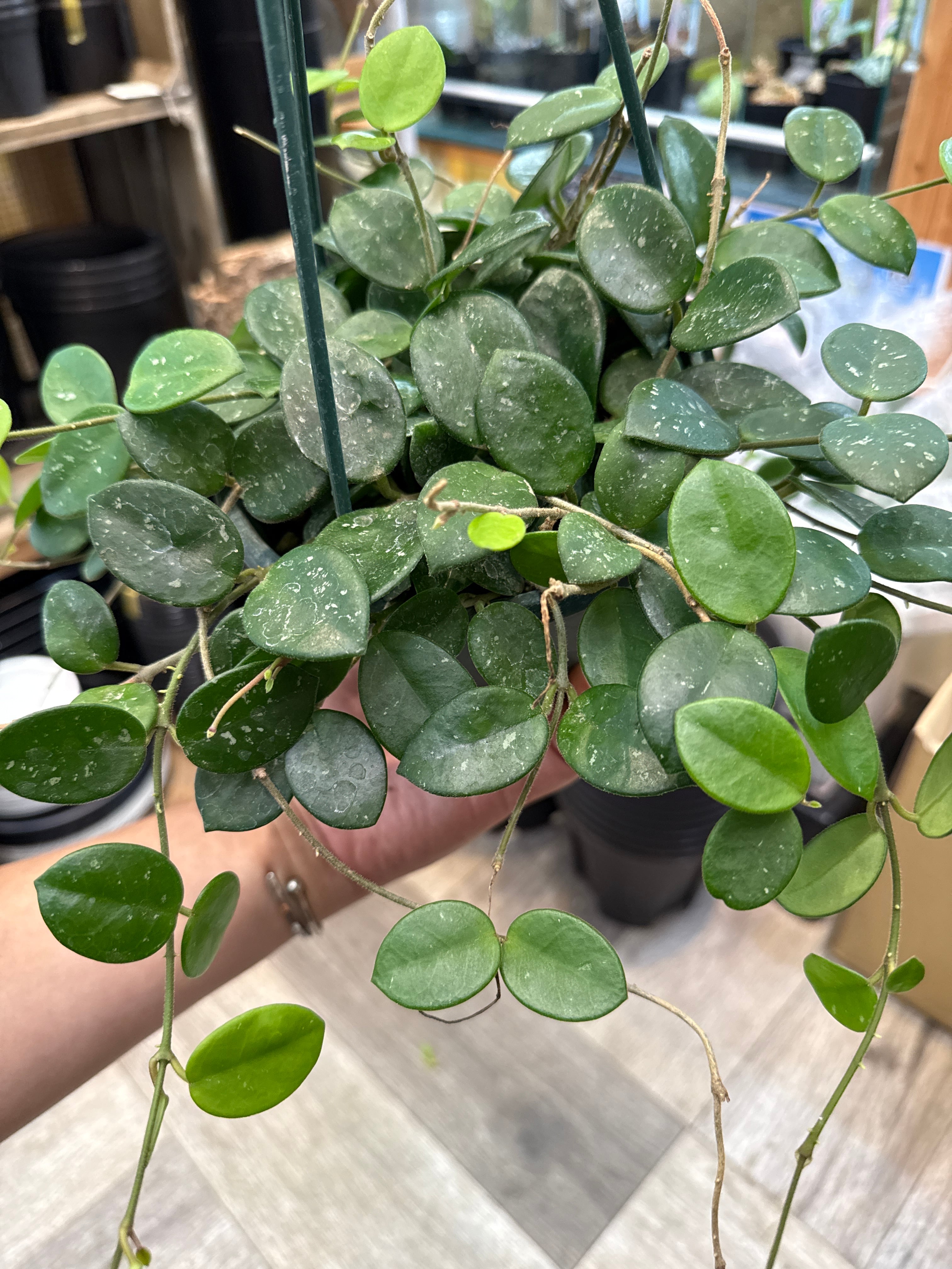ホヤ マチルダ 5号 | Gardenえん 【観葉熱帯植物】