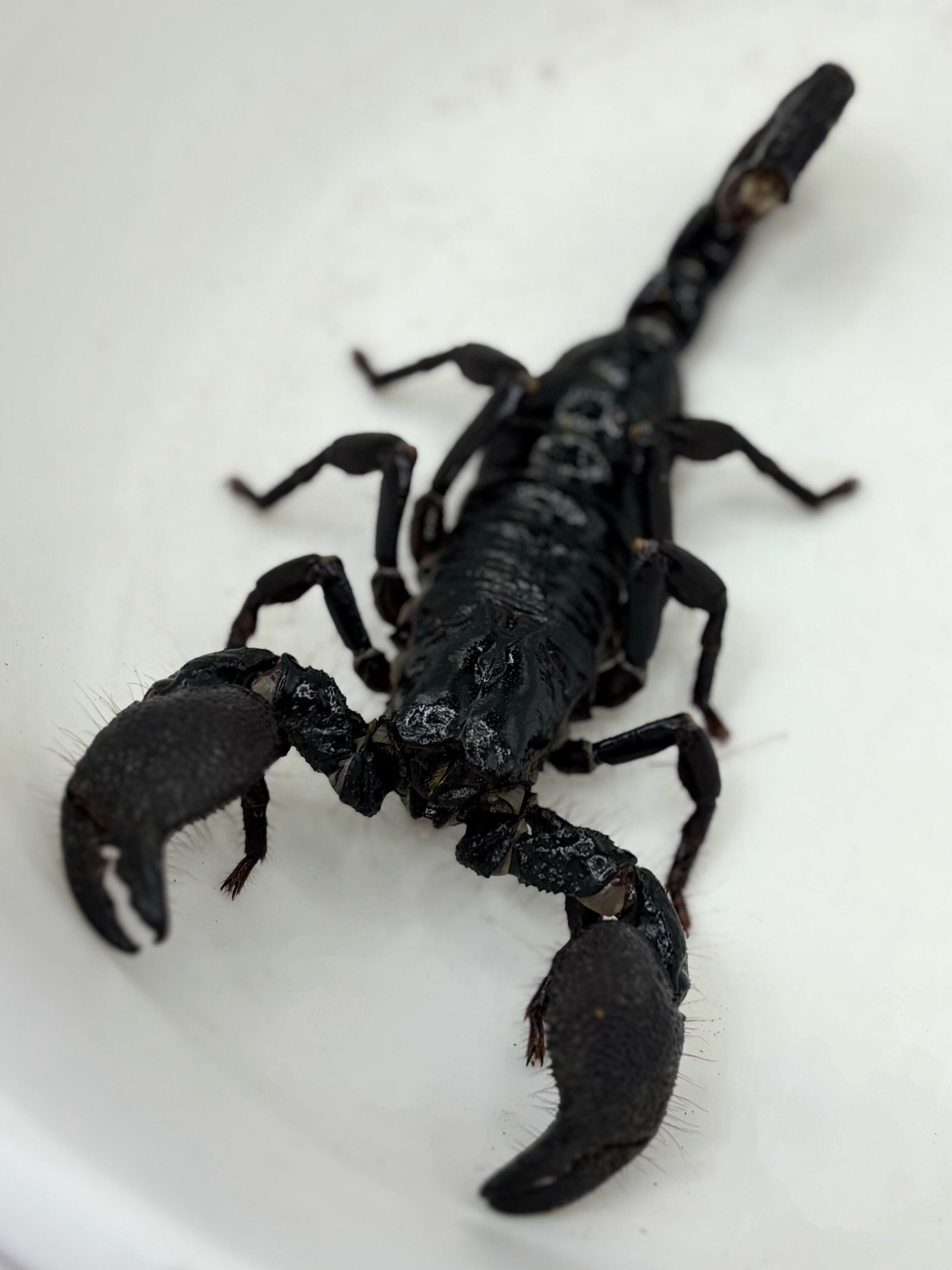 ダイオウサソリ④♀ 1匹 | まるころ商店〜まるくてころころした生き物