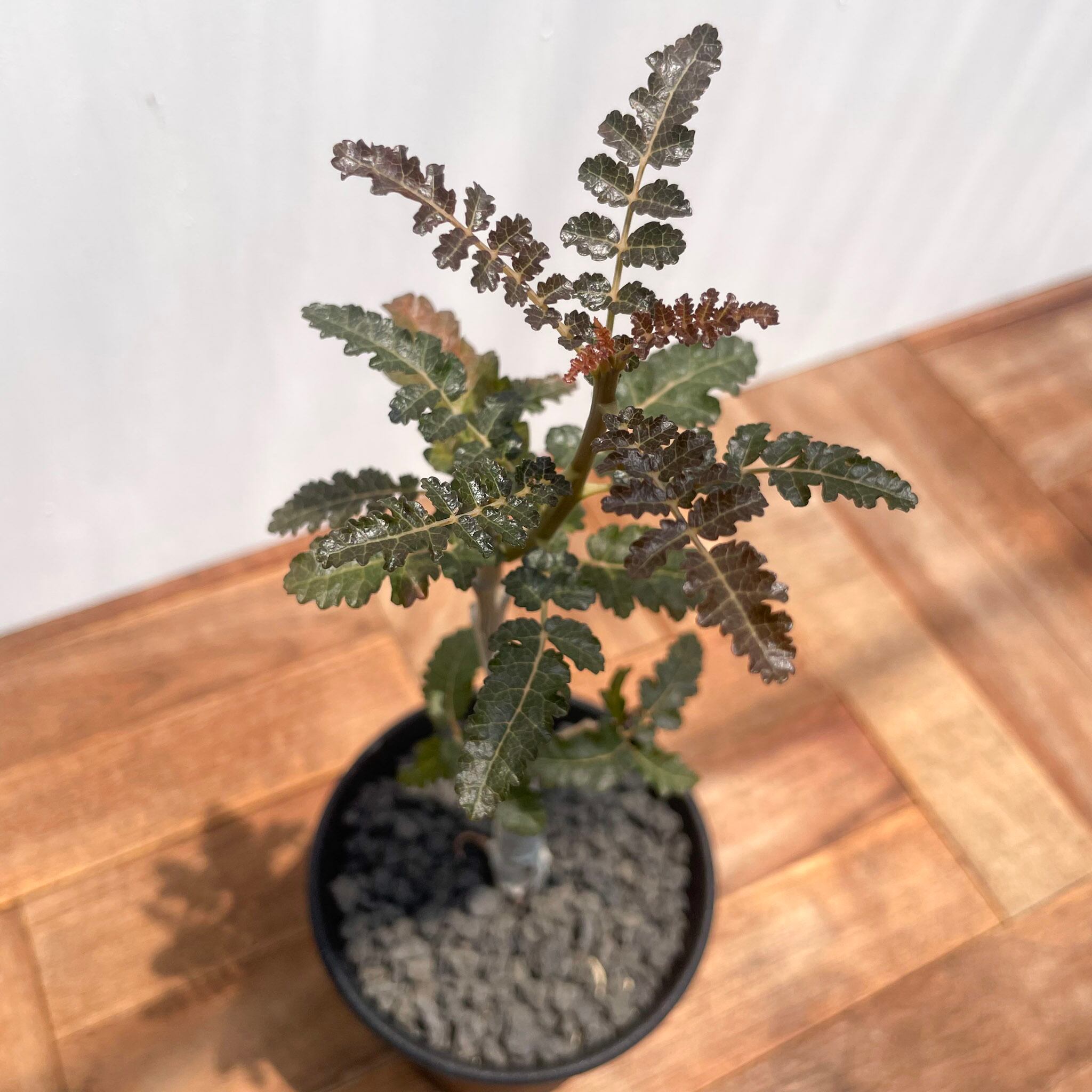 Boswellia nana【ボスウェリア・ナナ・実生】 | RIMO'S GREEN