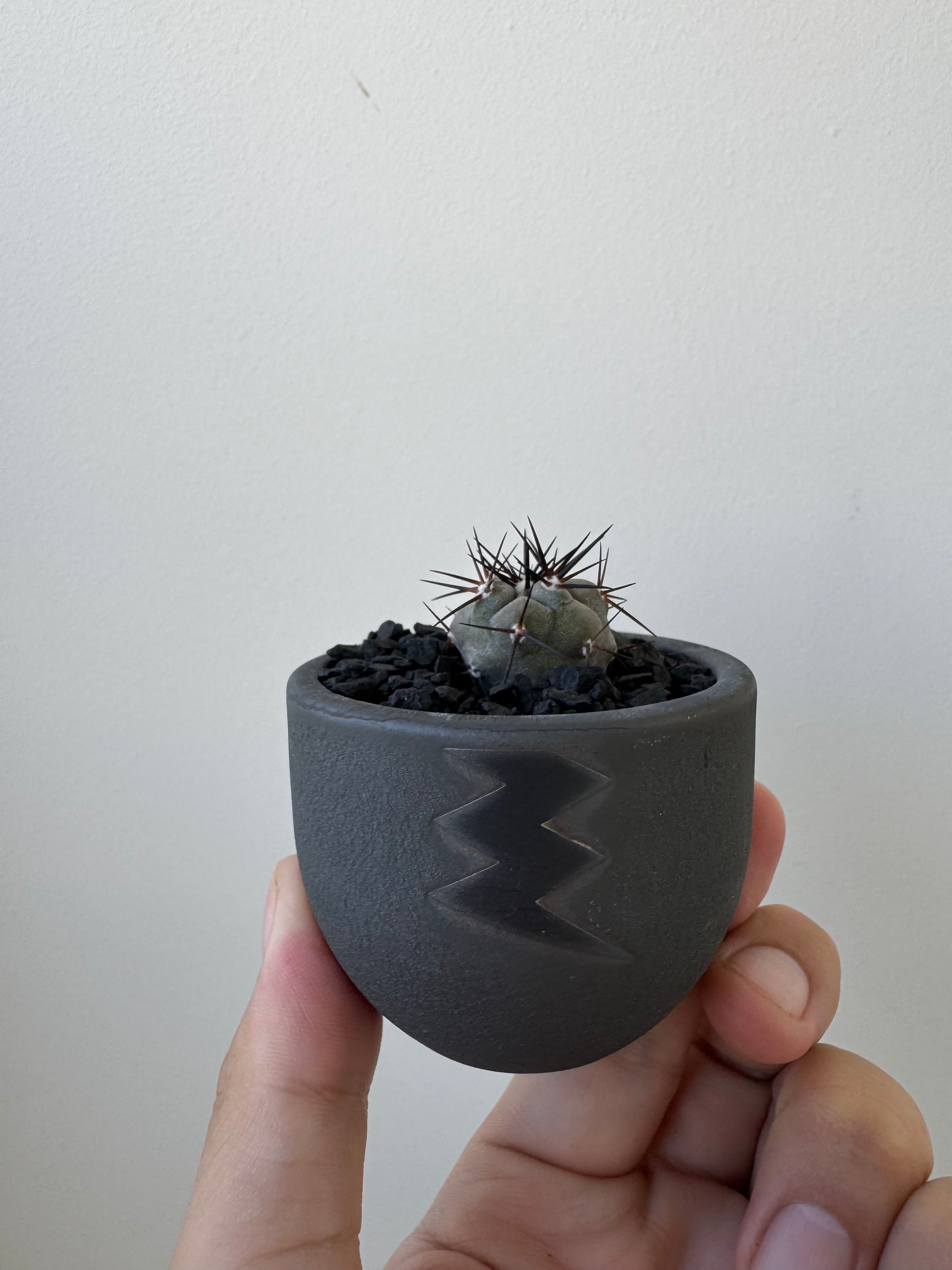 新着】Copiapoa cinerea × VALIEM BABY【俺の黒王丸】コピアポア