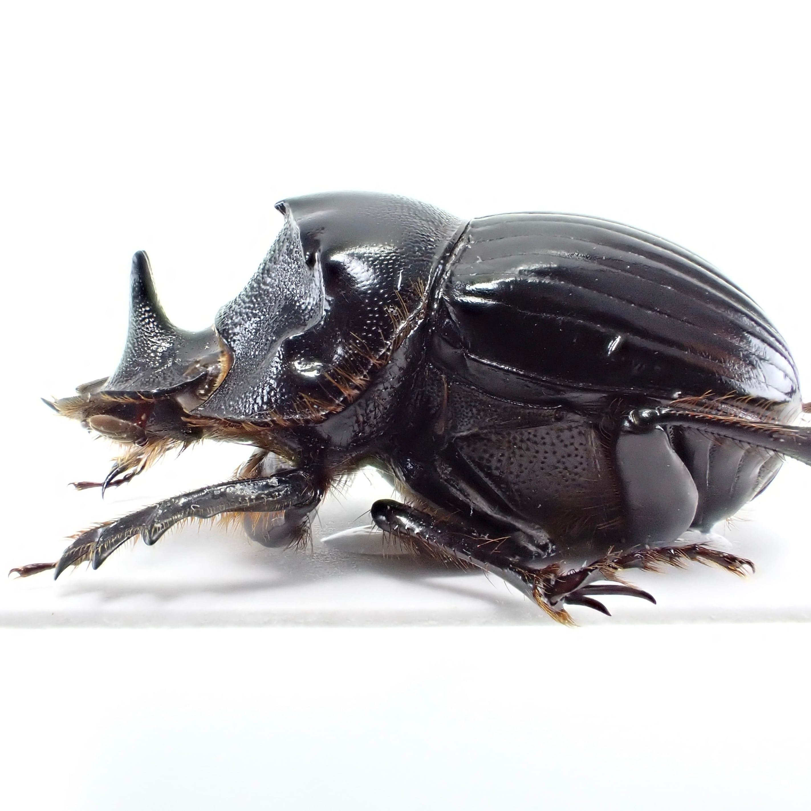 アルゼンチン産 Dichotomius nobilis ♂♀ 22mm/22mm | 昆虫標本
