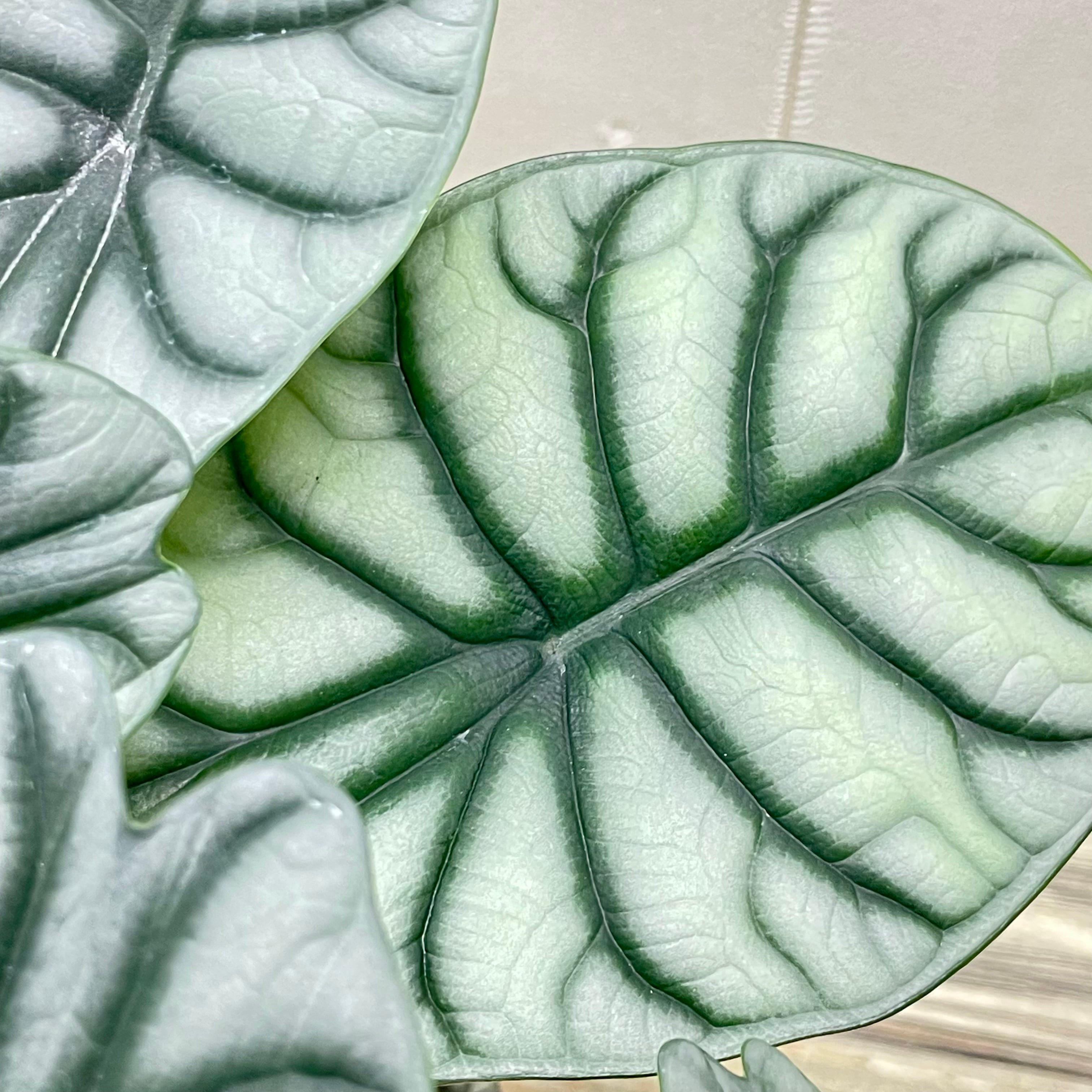 アロカシア シルバードラゴン／裏側まで美しい銀葉の人気品種／鉢