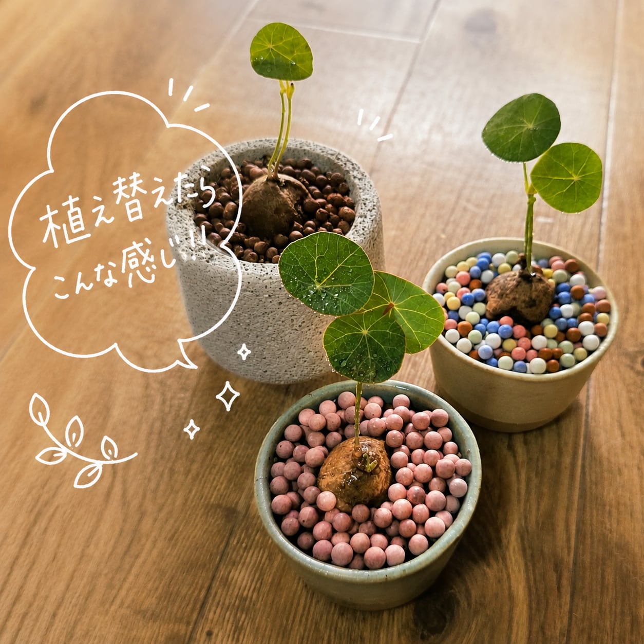 ♡プラポット発送♡〚ミニサイズ♡ステファニア エレクタ〛Stephania