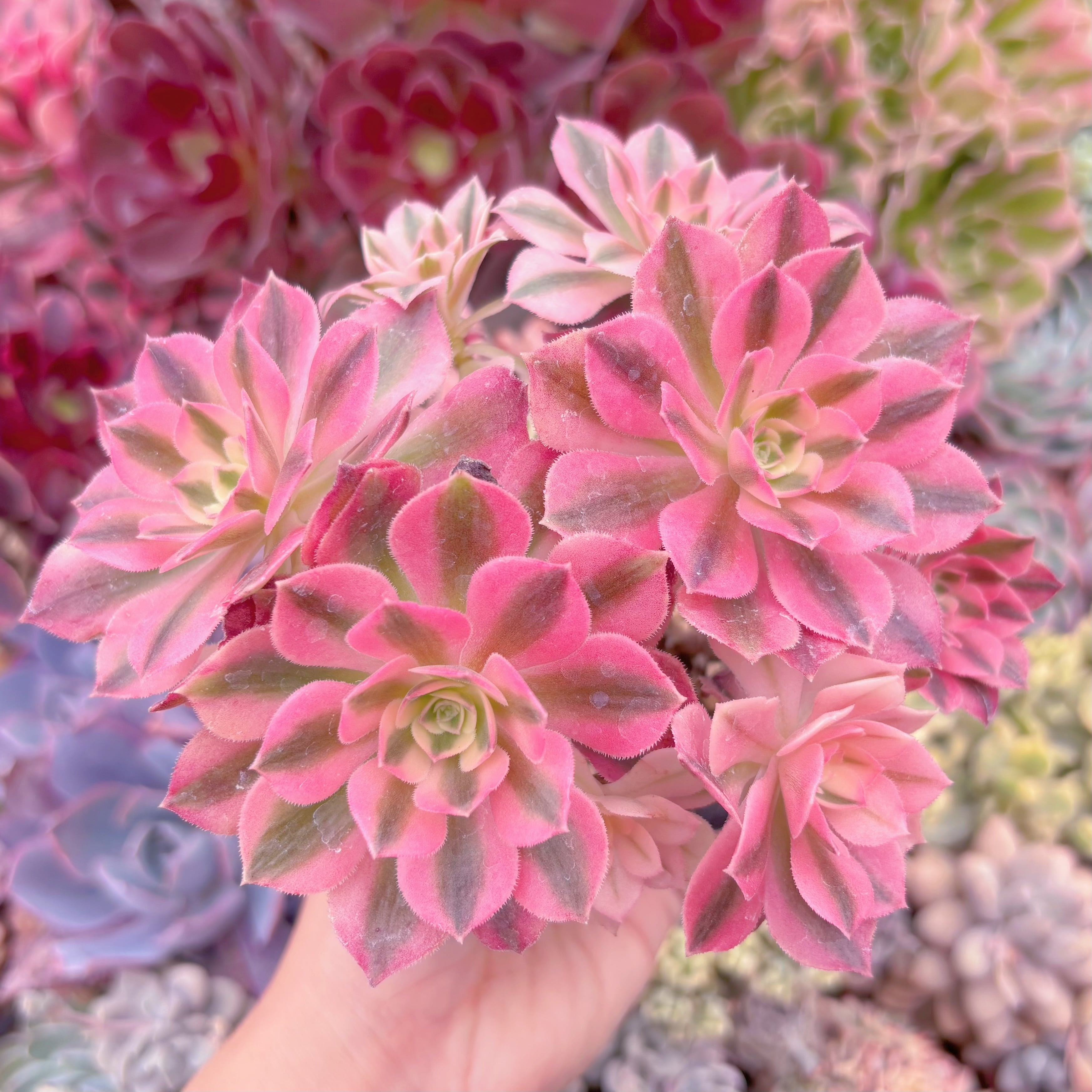 現品　アフラダイティ#581　群生　るる農園