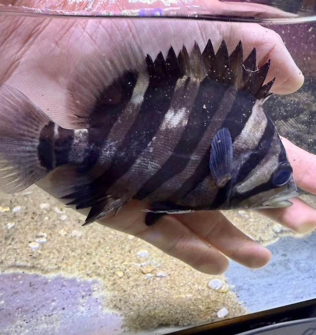 スマトラタイガー腹巻き