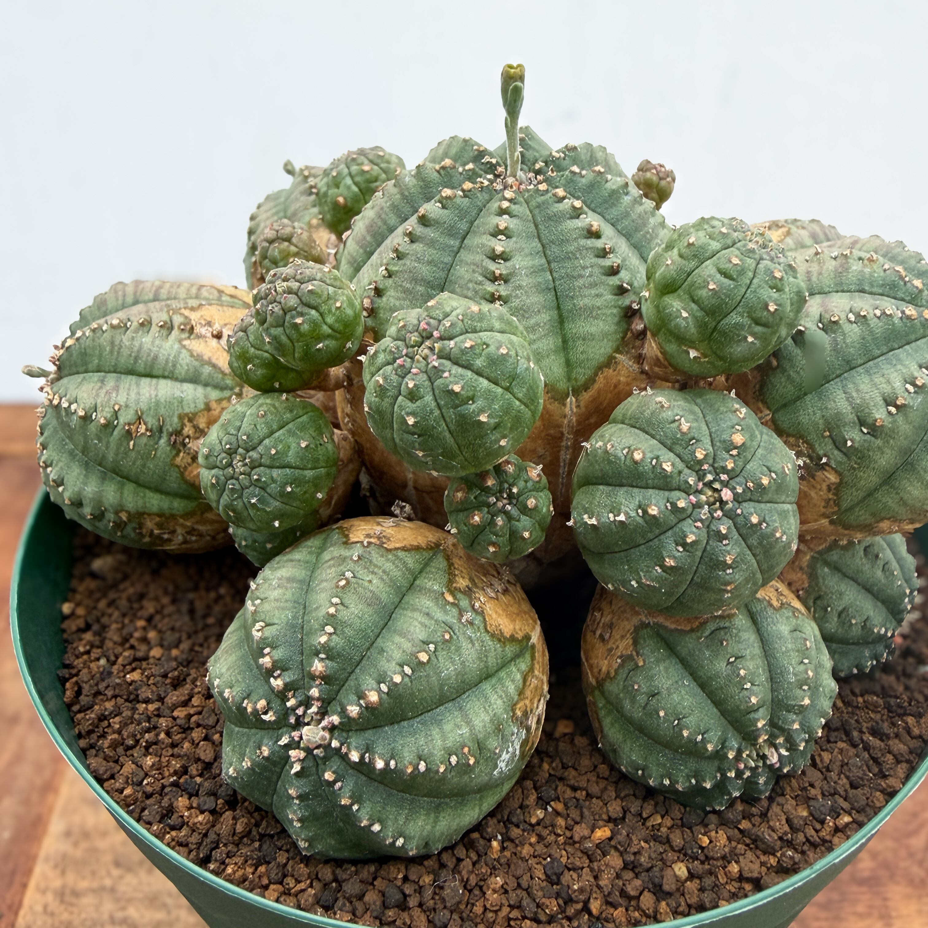 貴重特大ユーフォルビアオベサ群生雌株（オベサ梵天）発根済み Euphorbia obesa 'Bonten'【ユーフォルビア・オベサ梵天】 | RIMO'S