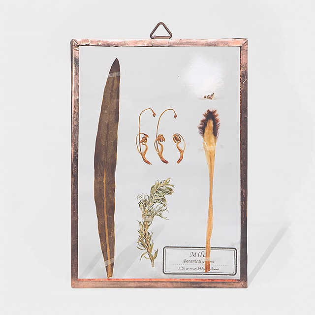 Botanical Frame S012 - Gold