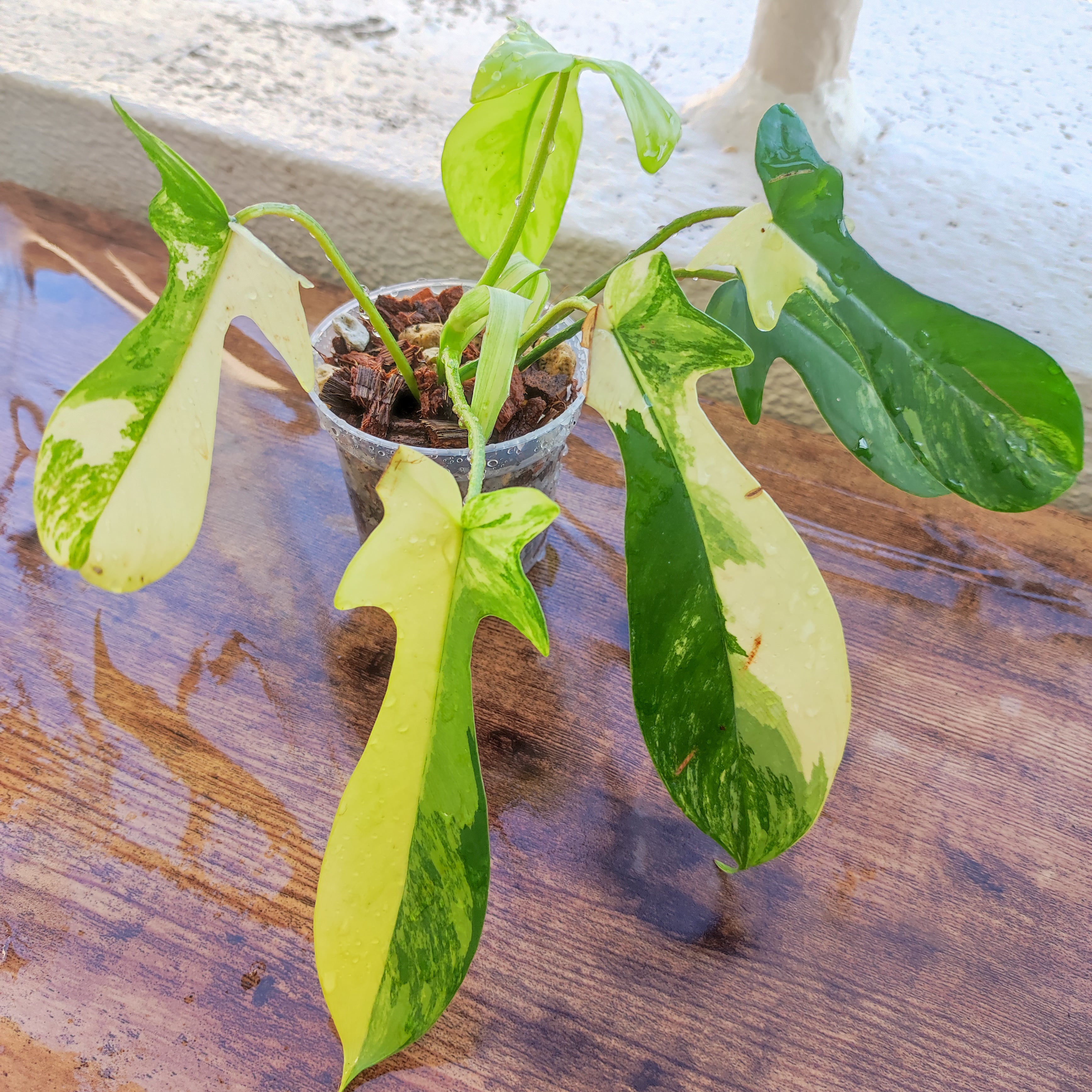 モンステラ・オブリクア ペルー/Monstera obliqua Peru | tokyoplants