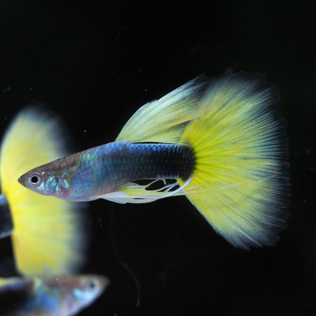 【セール】Taxiリボン　1カルテット＋おまけ１カルテット