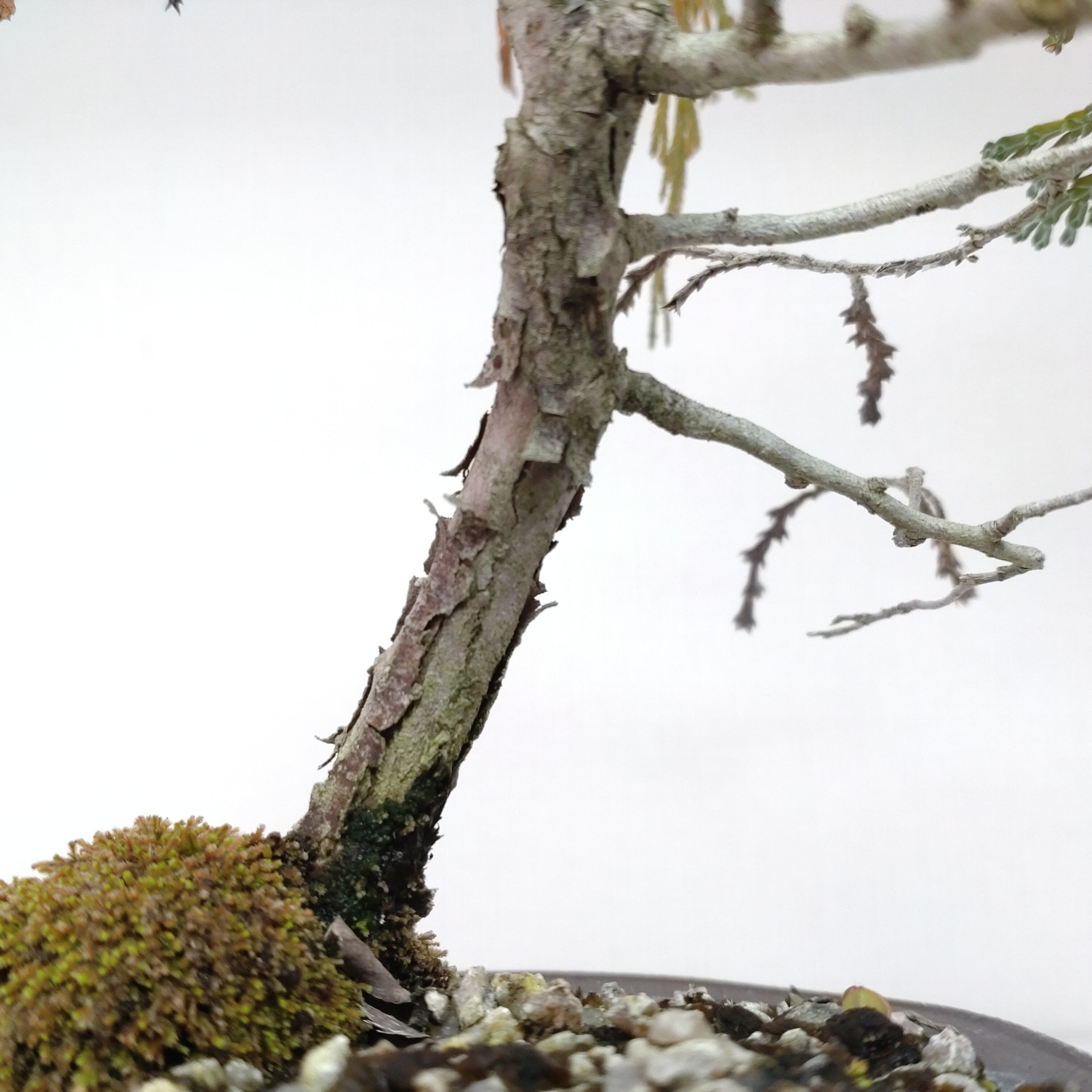 檜（ヒノキ）盆栽 SS004 | 盆栽創【Bonsaisou】