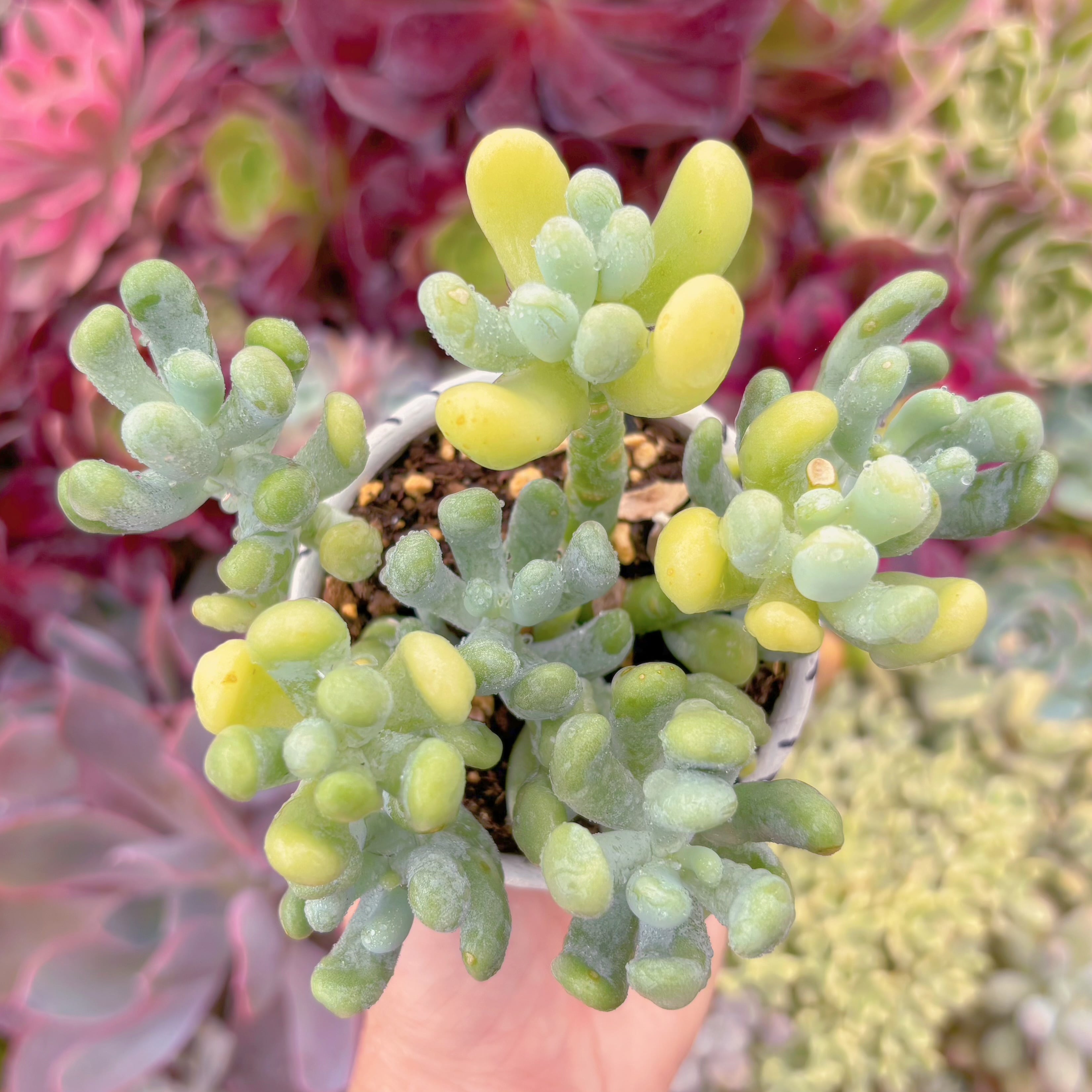 現品　バナナ美人#F227　群生　るる農園