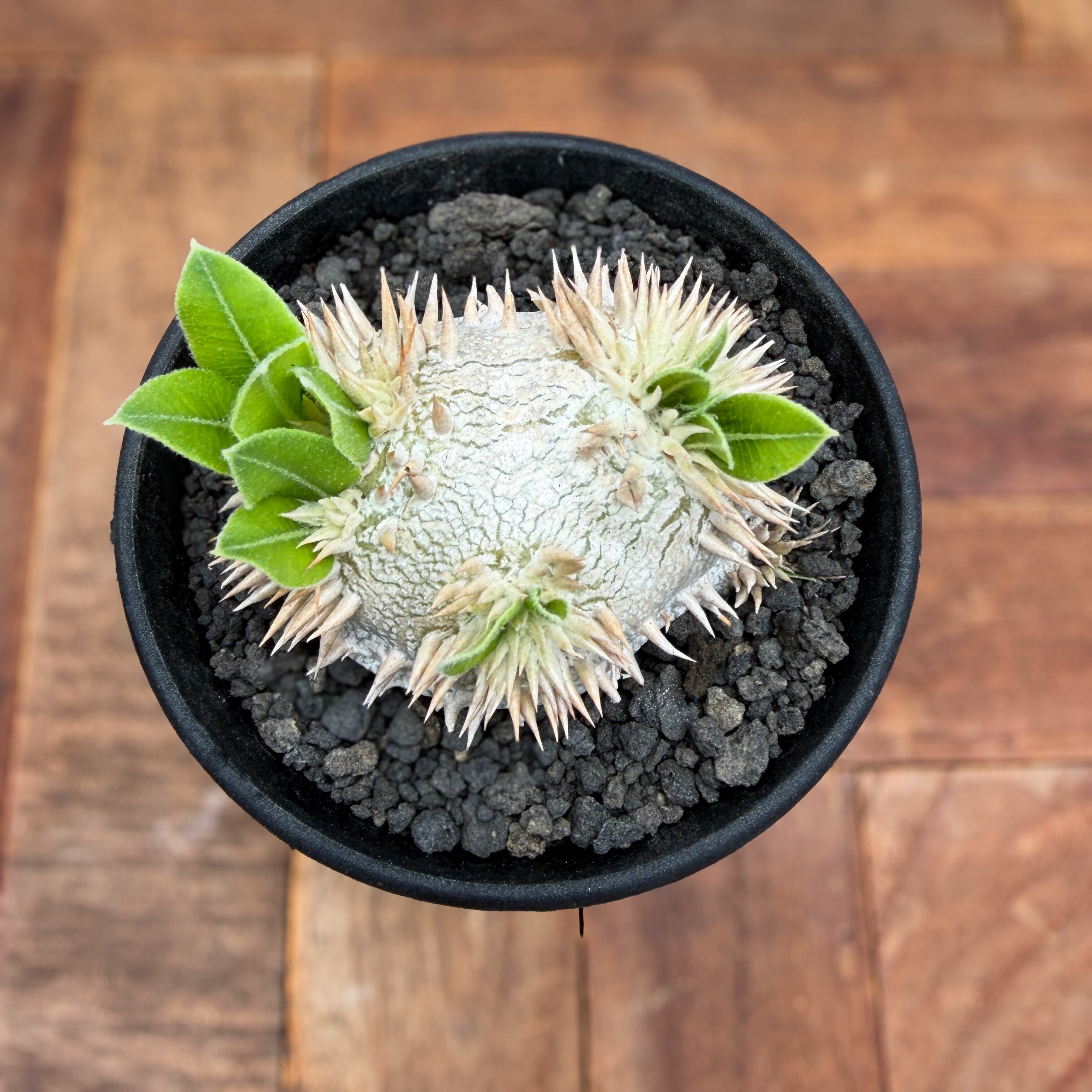 Pachypodium brevicaule ssp . Leucoxanthum【パキポディウム