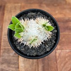 Pachypodium brevicaule ssp . Leucoxanthum【パキポディウム・レウコキサンツム・実生】