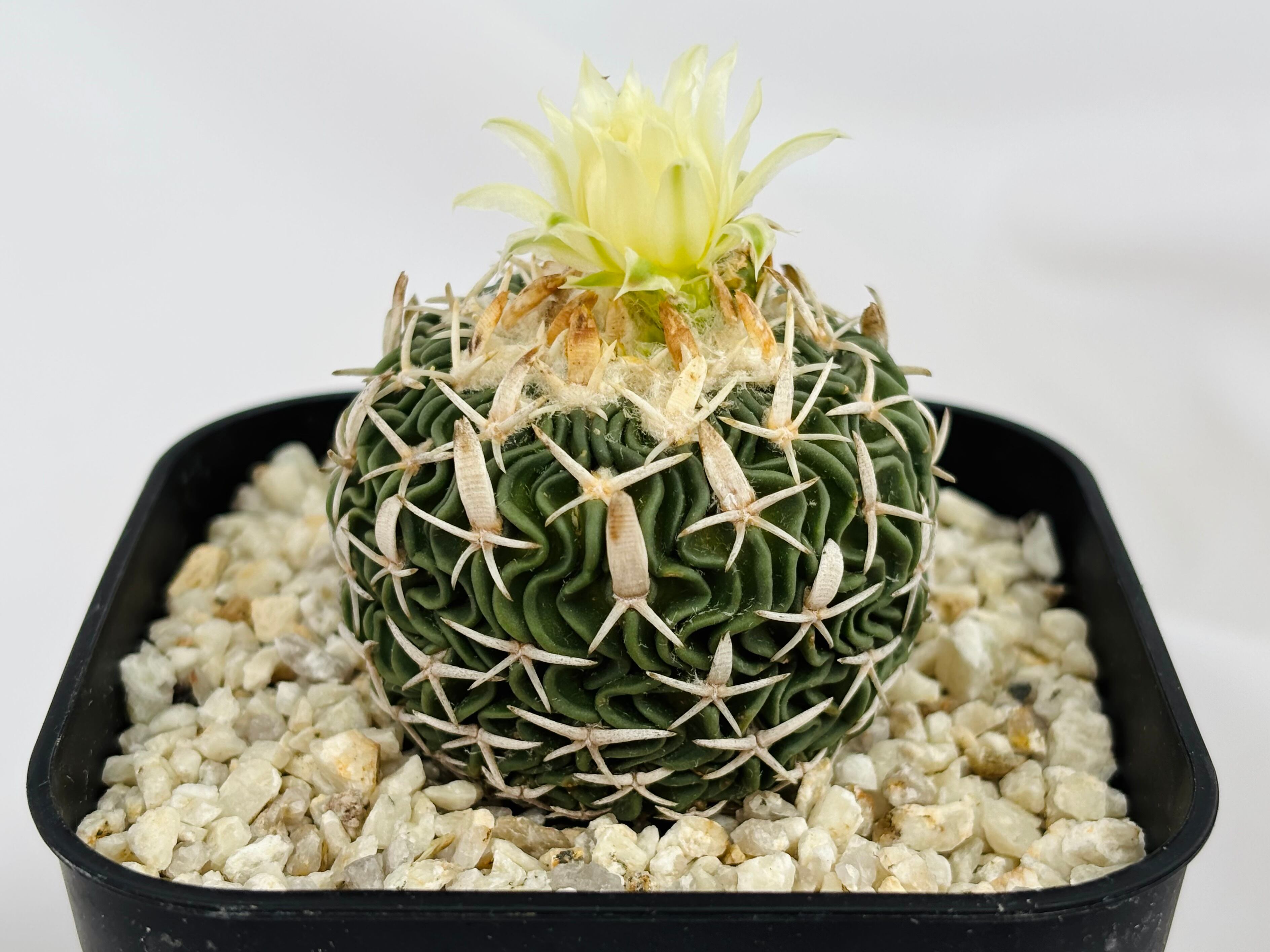 Echinofossulocactus エキノフォスロカクタス 長刺振武玉 サボテン