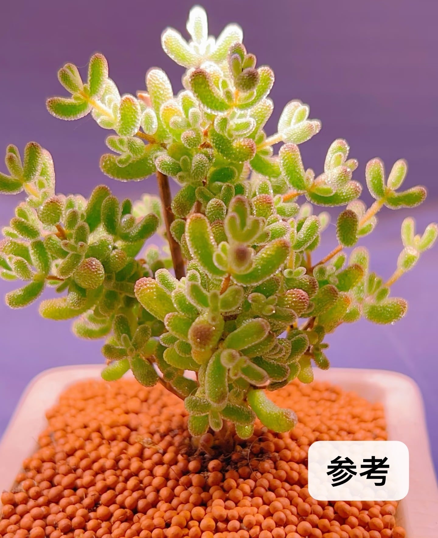 凛花ガーデン
