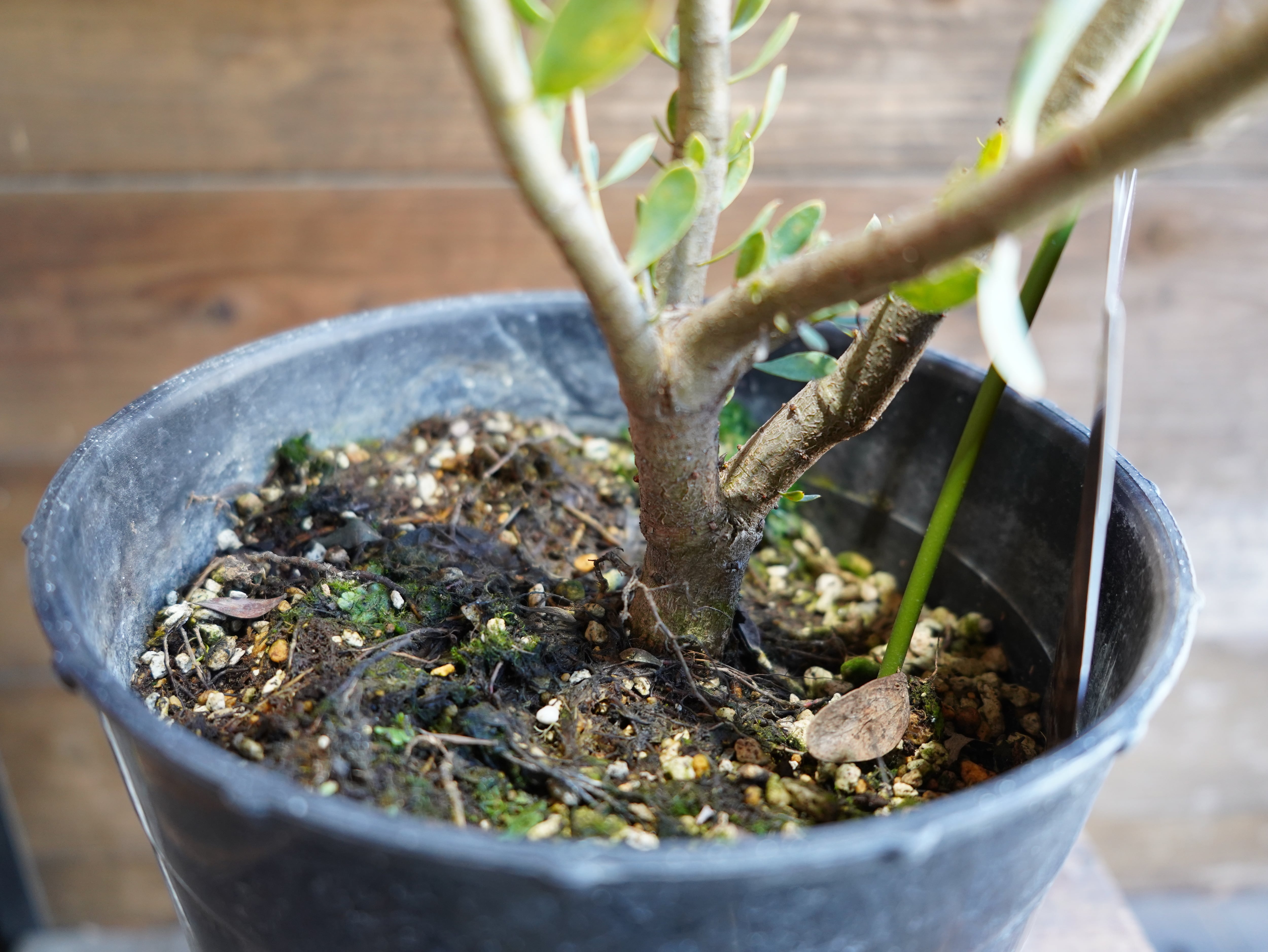 【現物】プロテア "サルフレア"