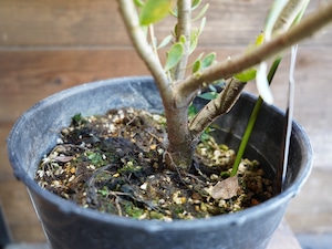 【現物】プロテア "サルフレア"