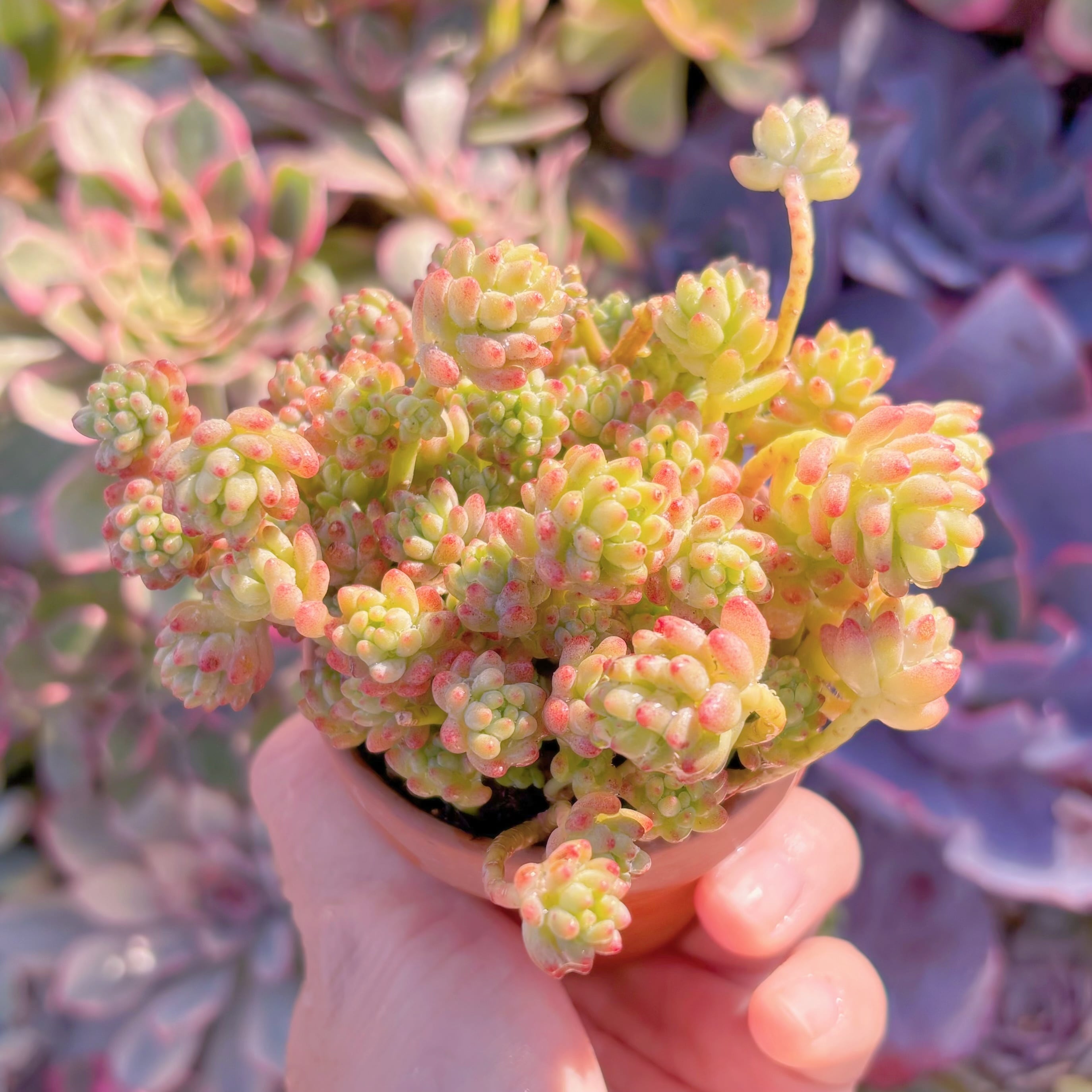 多肉植物　Flower Group Variegata(20頭)　新入荷　るる農園