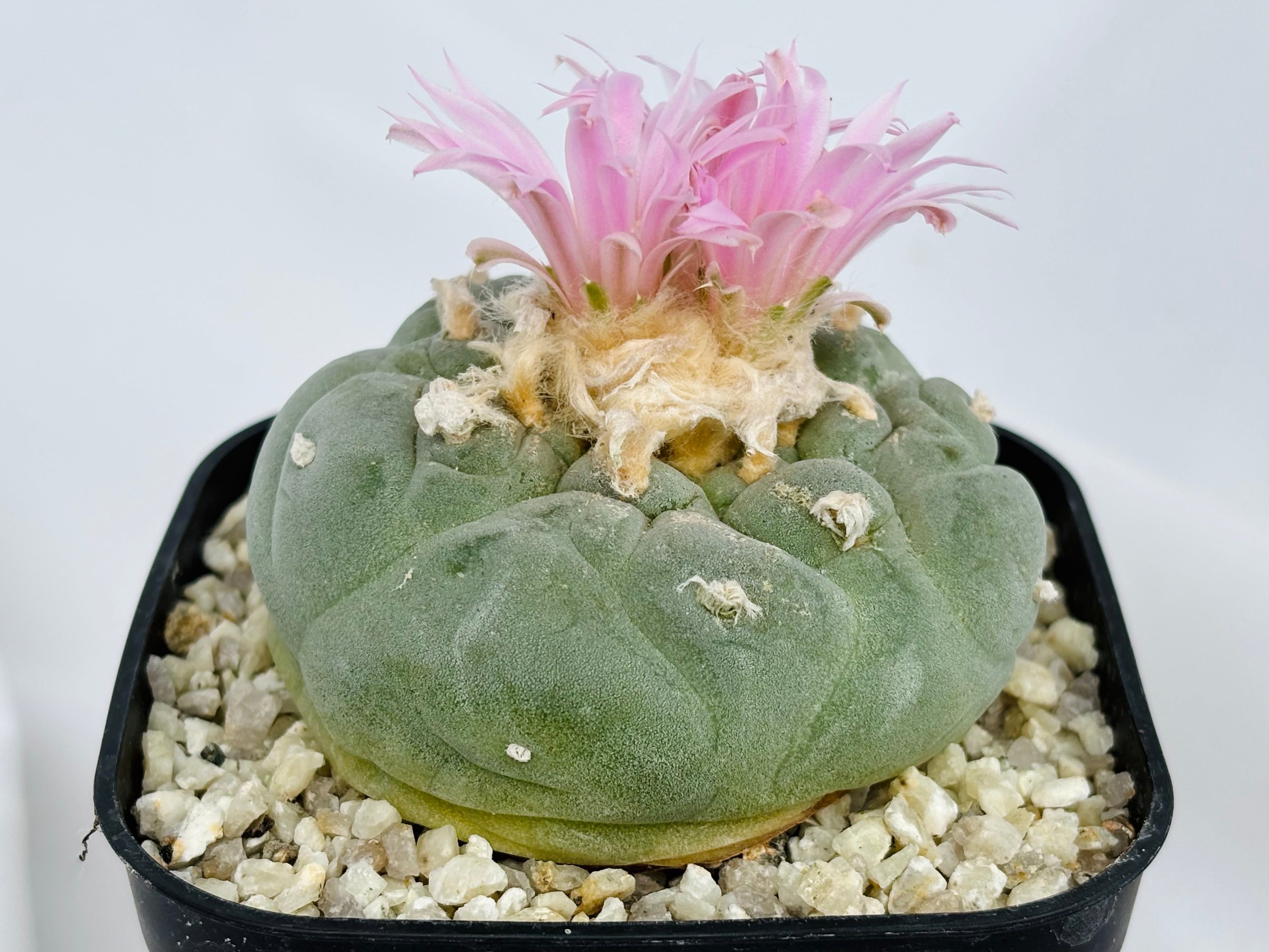 Lophophora williamsii var. decipiens ロフォフォラ 大疣銀冠玉