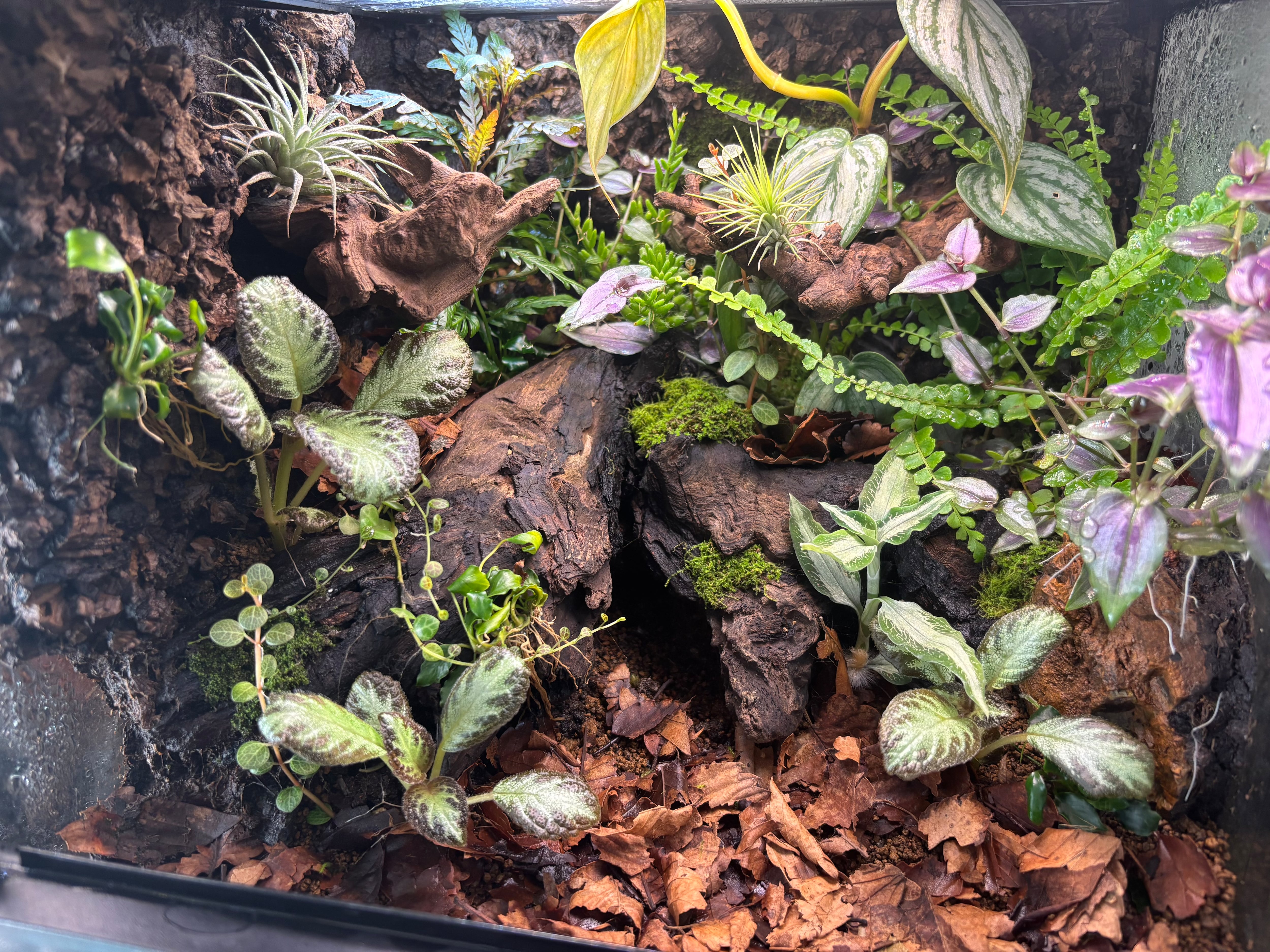 旧グラステラリウム3030 多湿系ビバリウム | SCALE_VIVARIUM | 蝉