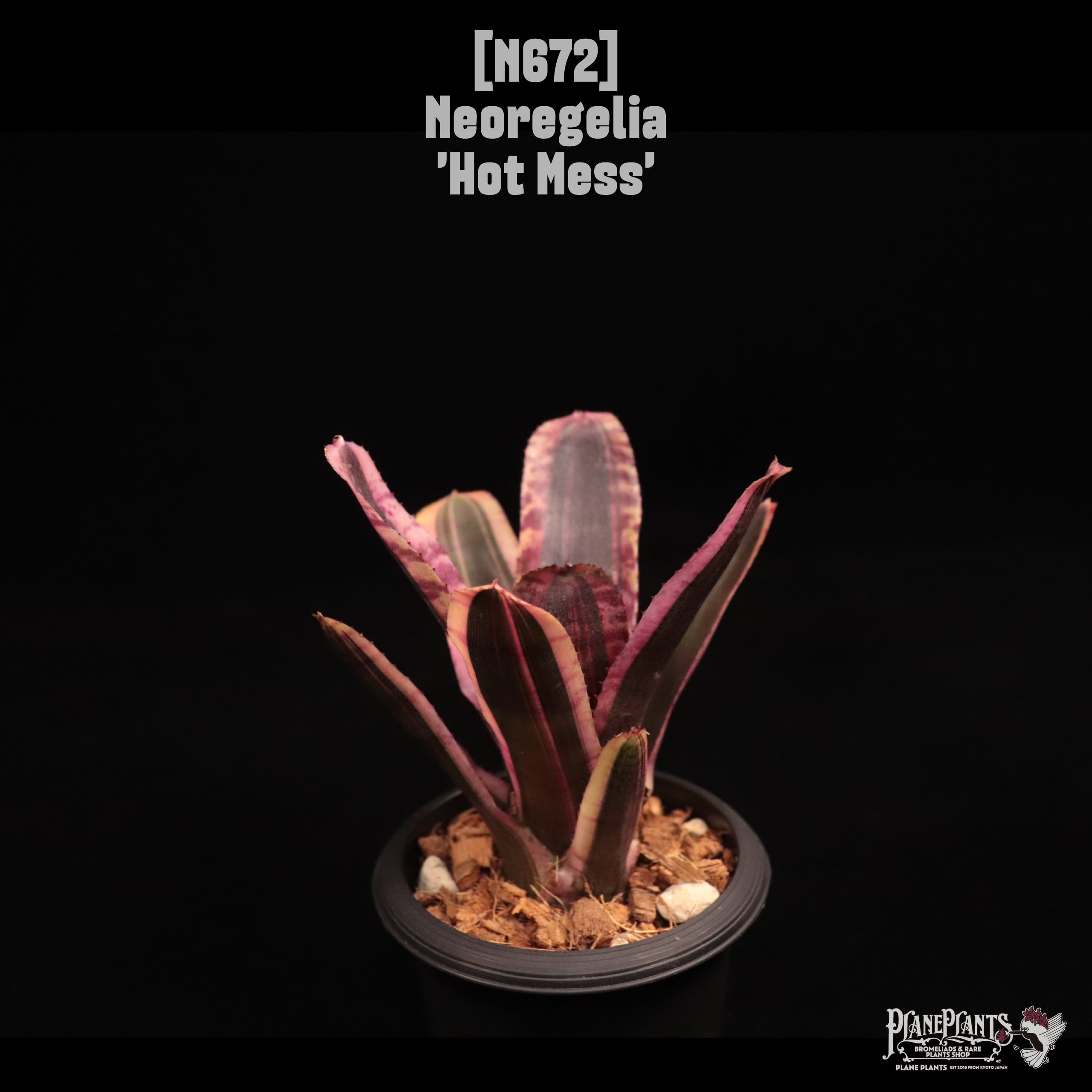 Neoregelia 'Hot Mess'〔ネオレゲリア〕N672
