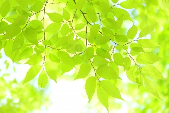 ライタリアンレイキ遠隔伝授　ライタリアンレイキⅠ＆Ⅱ