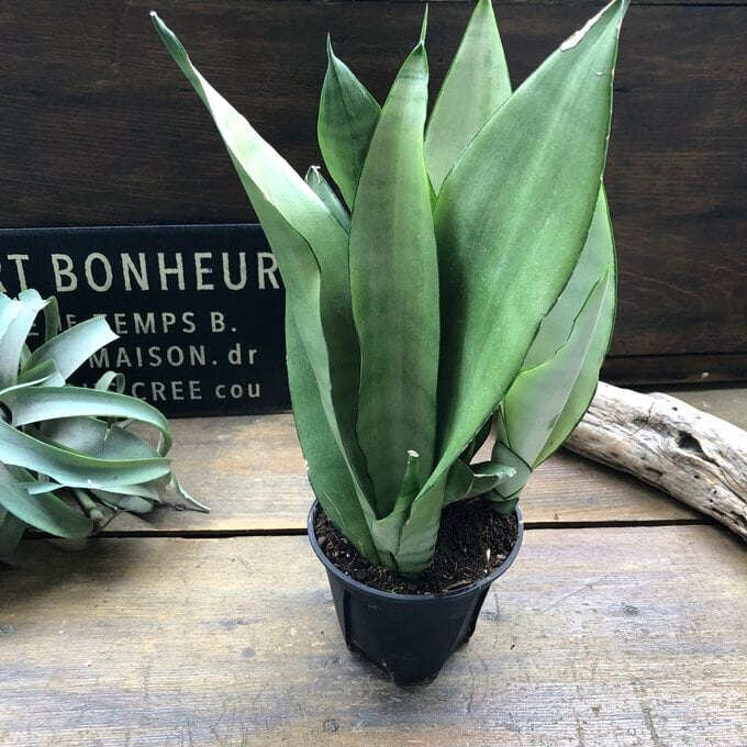 ムーンシャイン 5号 超希少 サンスベリア 観葉植物 空気清浄 | 植物の