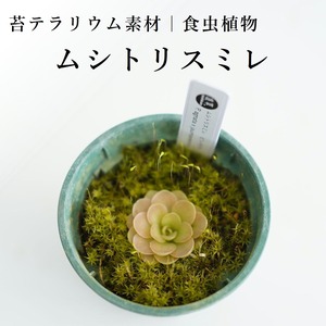 ムシトリスミレ　ピンギキュラ【食虫植物】　苔テラリウム作製用素材