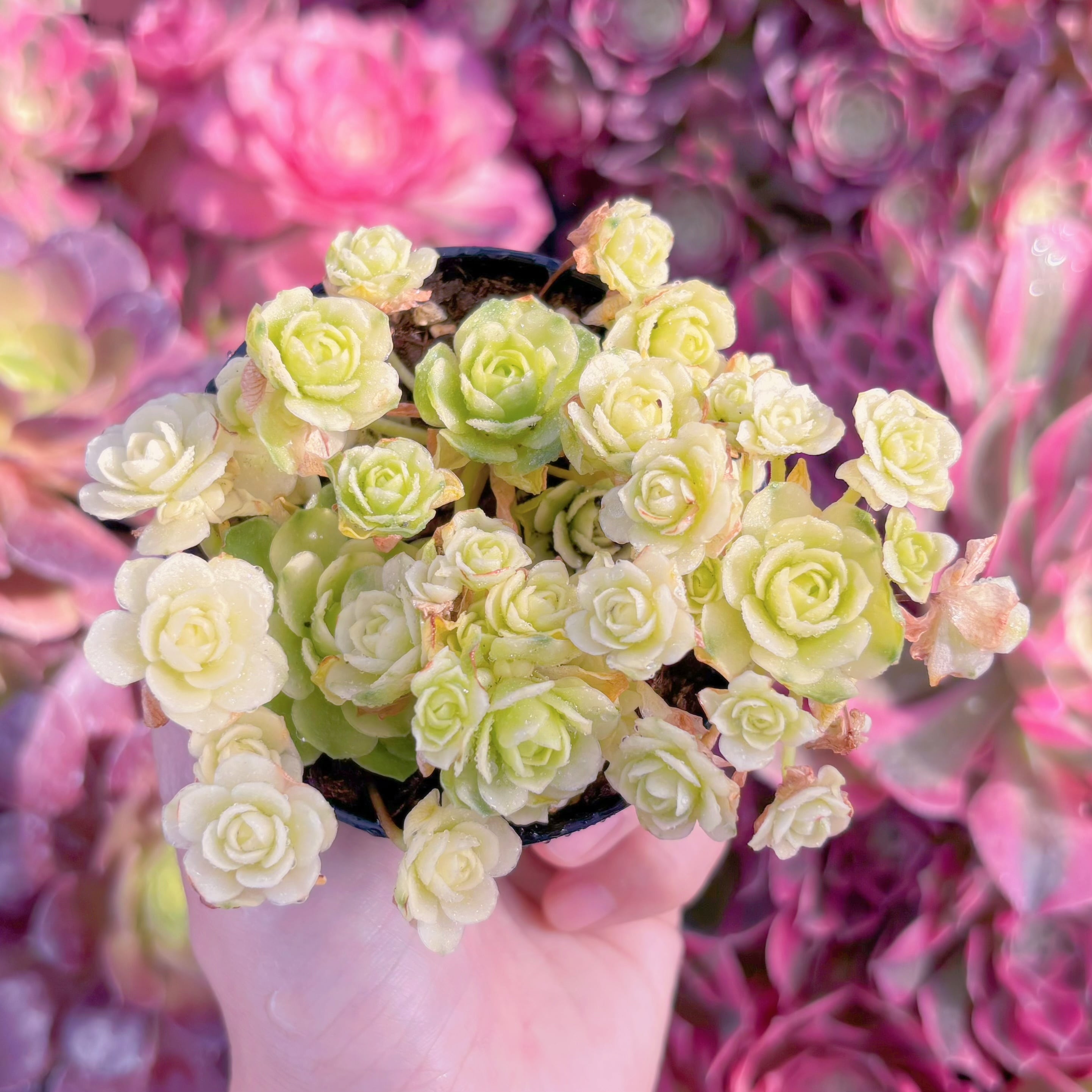 現品　キャッツアイ錦#M299　群生　新入荷　るる農園