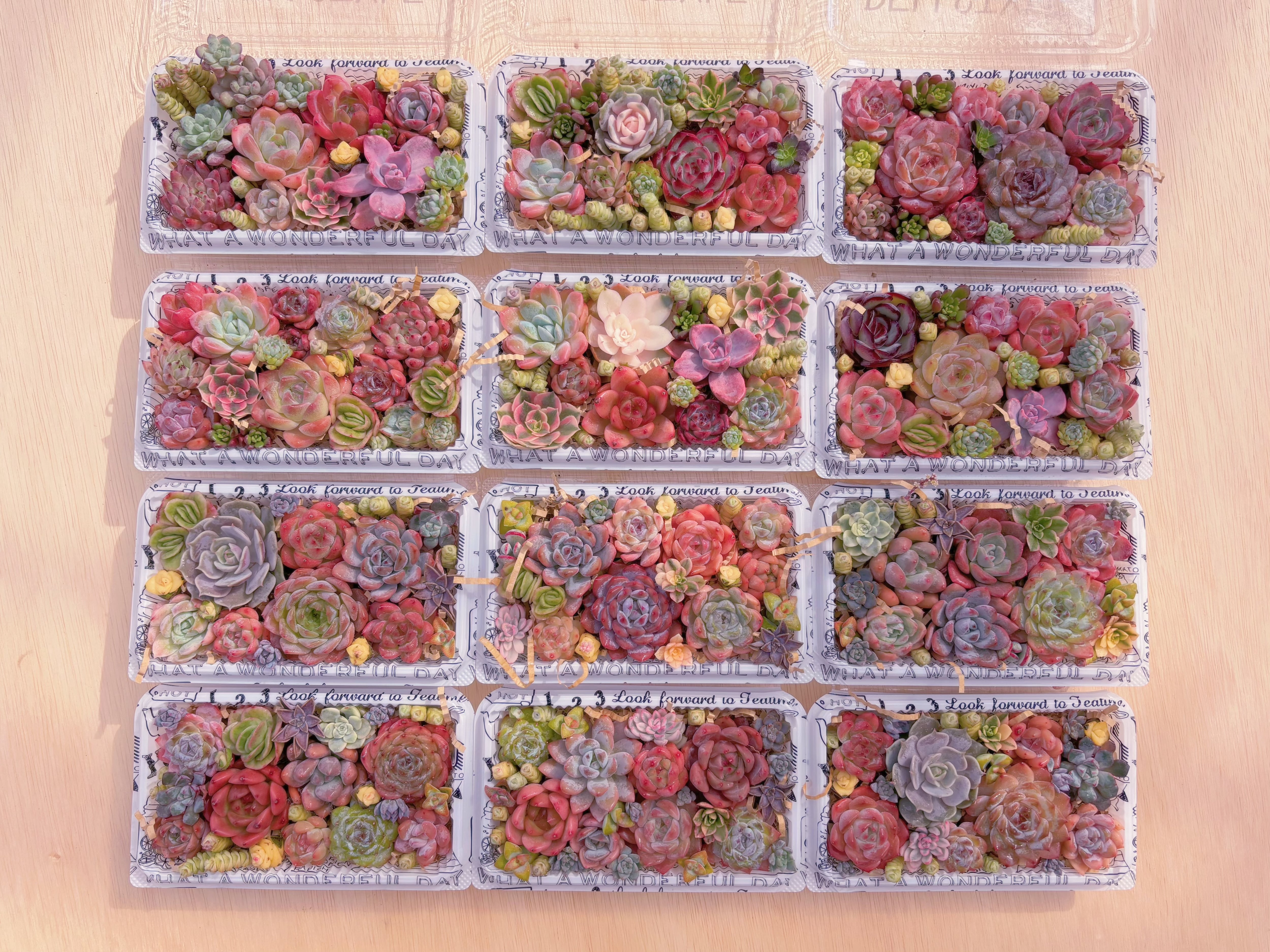 ☆寄せ植え用セット☆ 新入荷 | るる農園~多肉植物専門