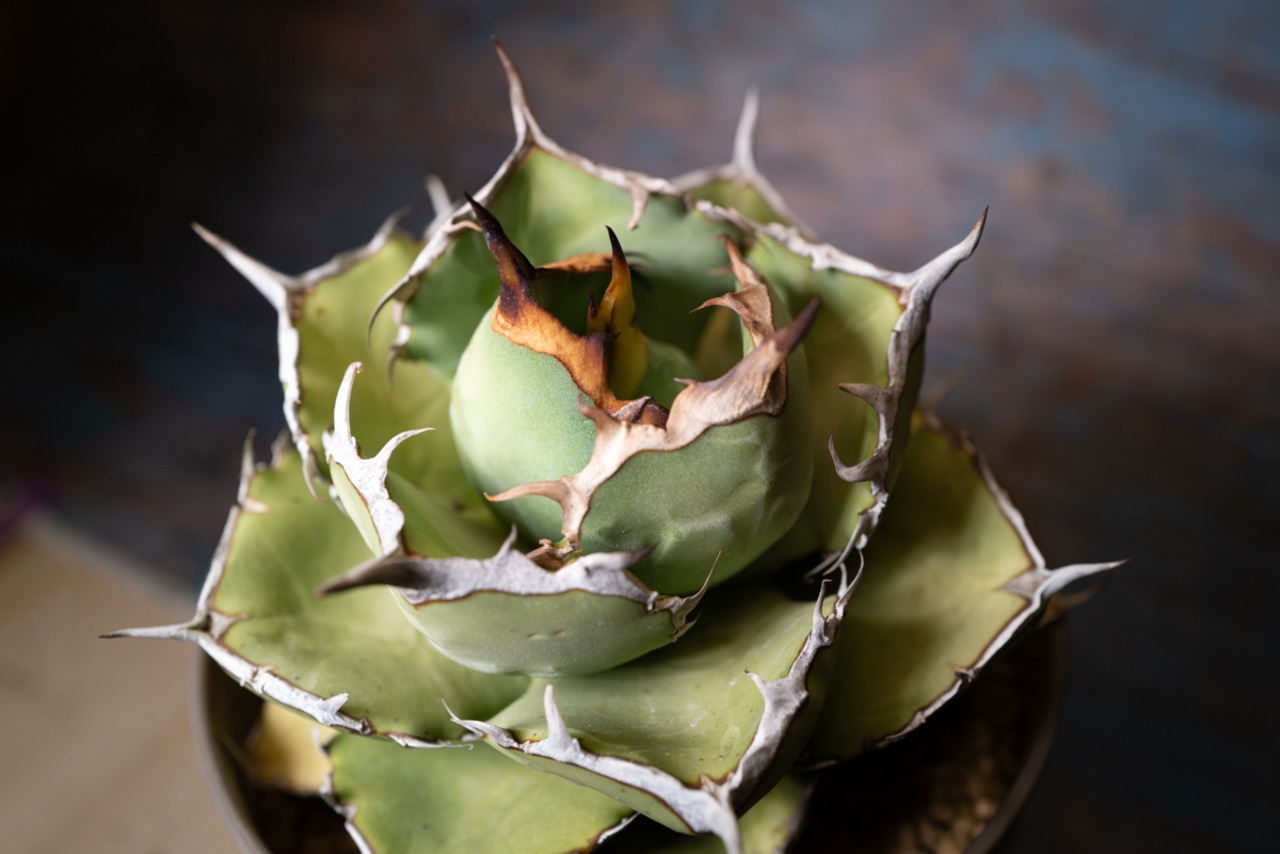 アガベ チタノタ ノーネーム⑨ 画像9