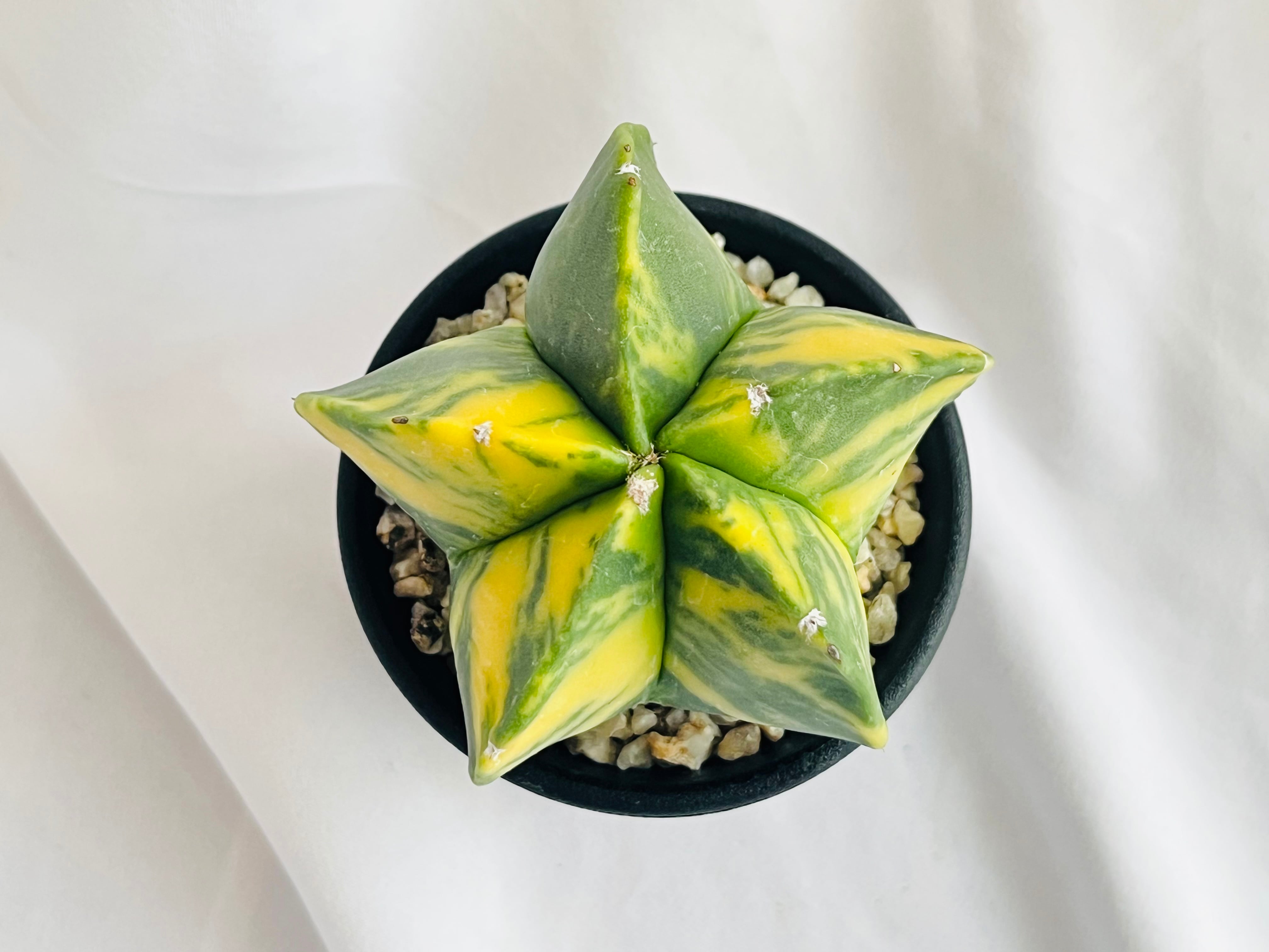 Astrophytum myriostigma アストロフィツム ヘキラン錦 碧瑠璃鸞鳳玉錦