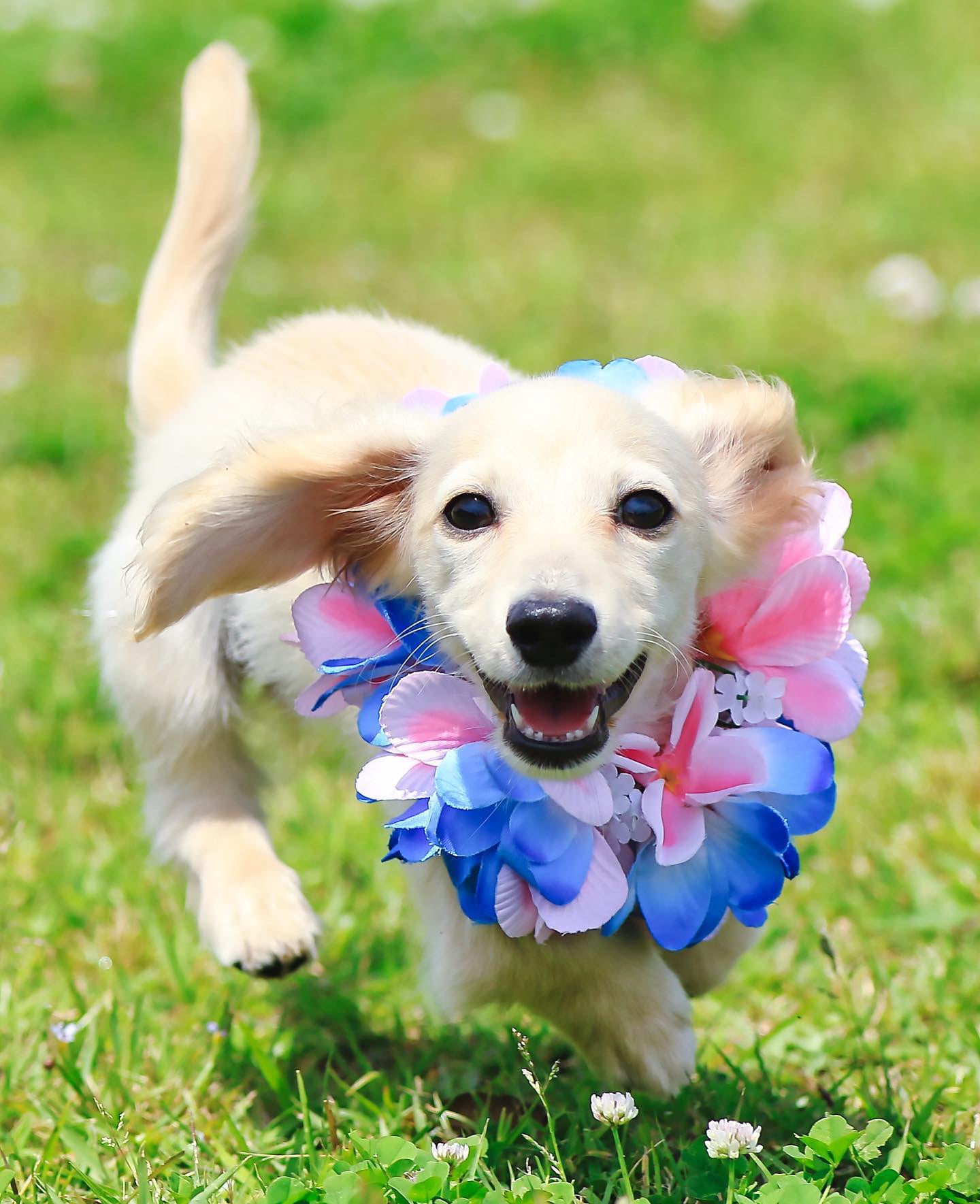 小型犬猫S 限定ティアラ