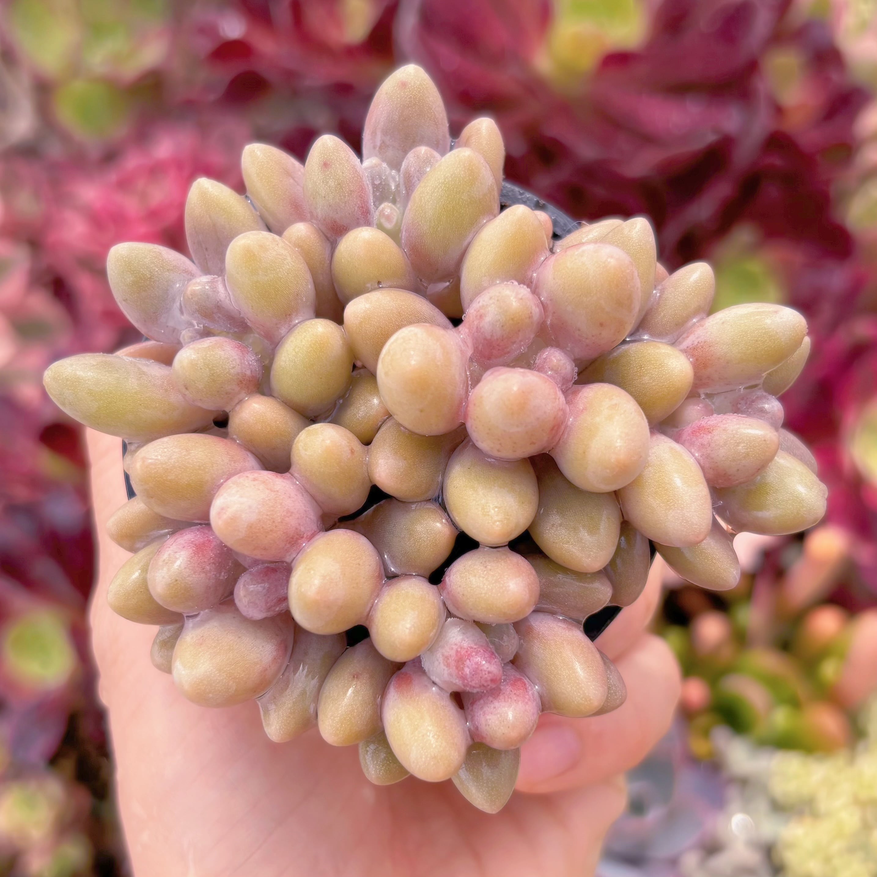 現品　ビューティーフィンガー#780　群生　るる農園