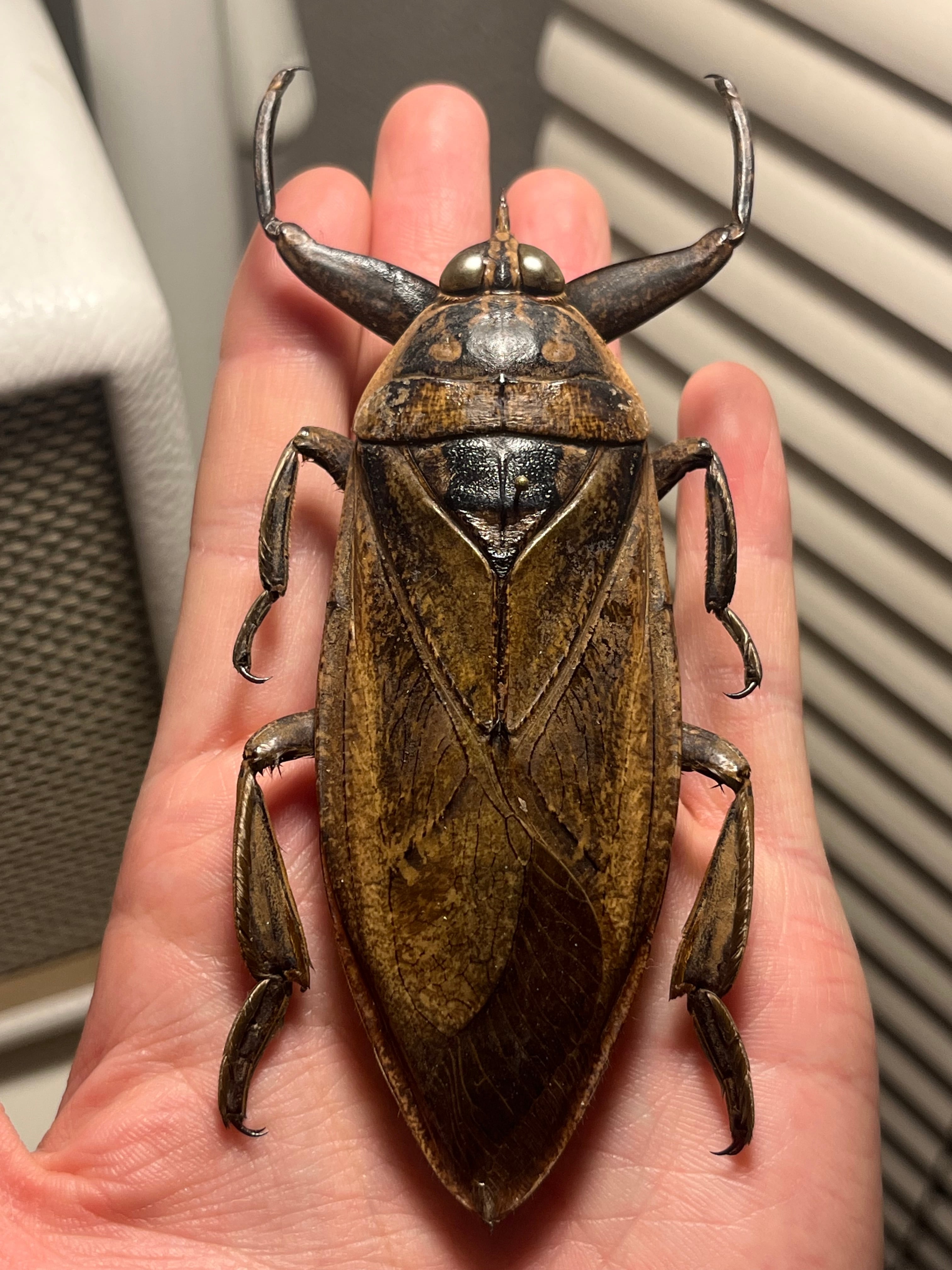 田亀最大種】ナンベイオオタガメの昆虫標本 タランチュラムカデ