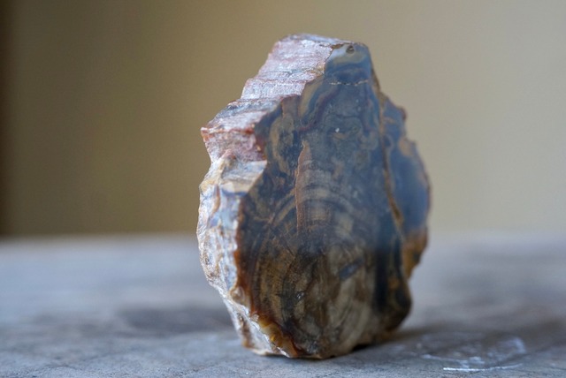 珪化木 Araucarioxylon 11