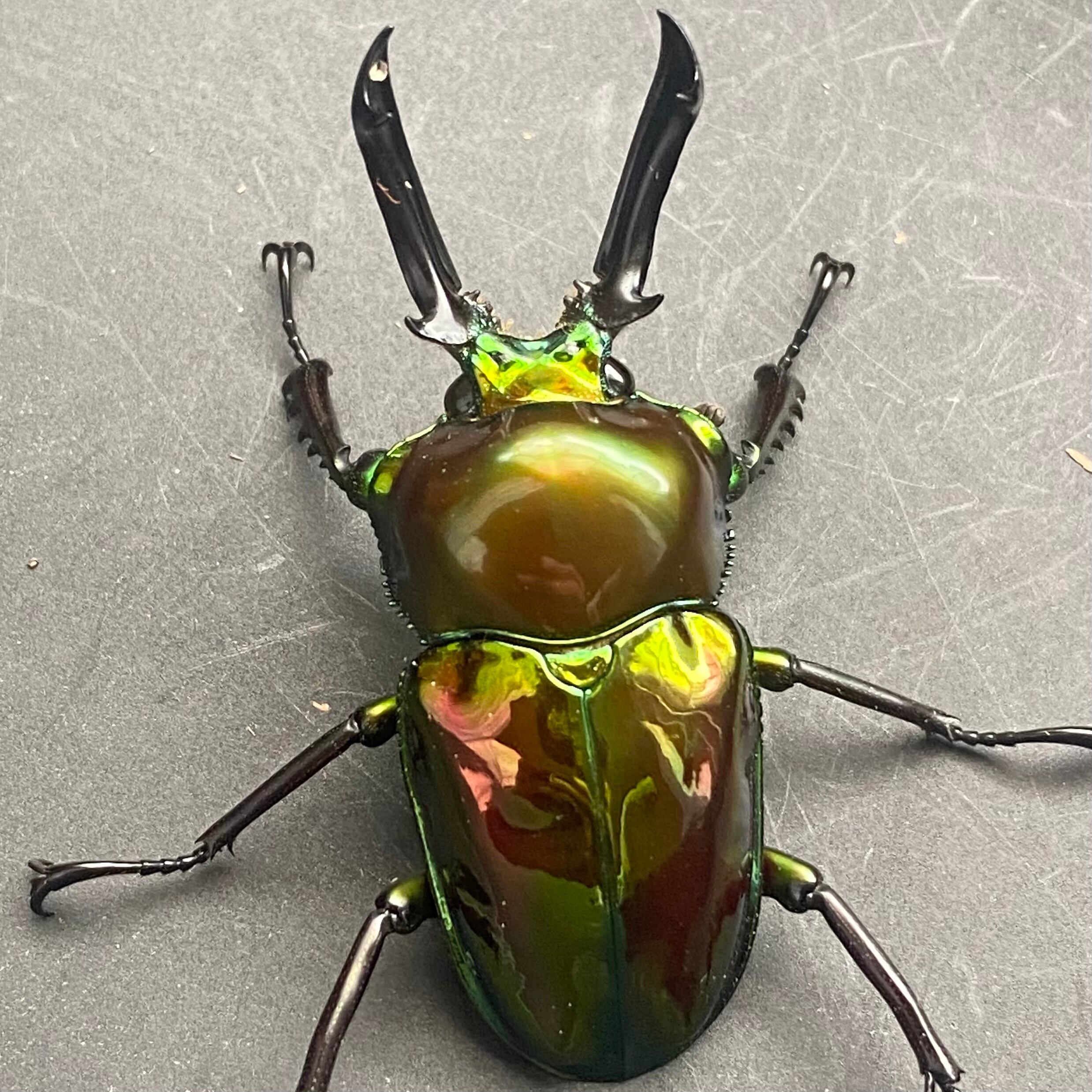 Tyrant】 アクティオンゾウカブト ♀73.5mm 単品